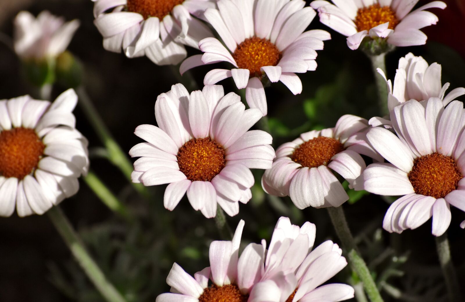 Nikon D7200 sample photo. Flowers, daisies, plant photography