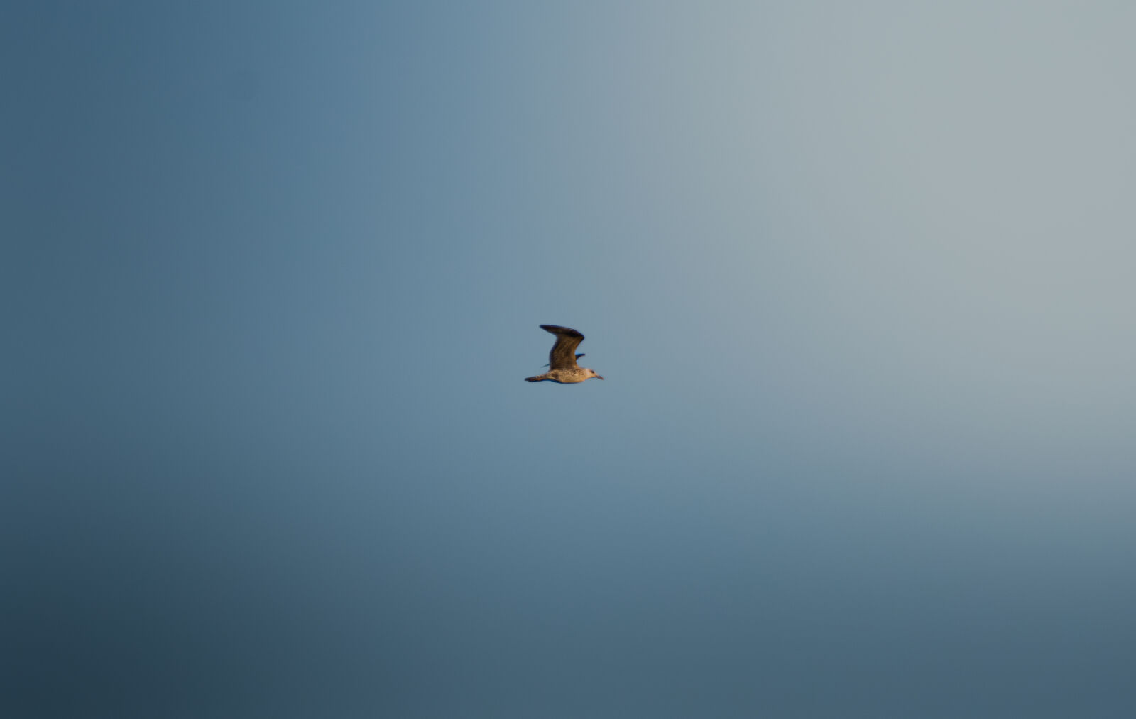 Nikon D7200 sample photo