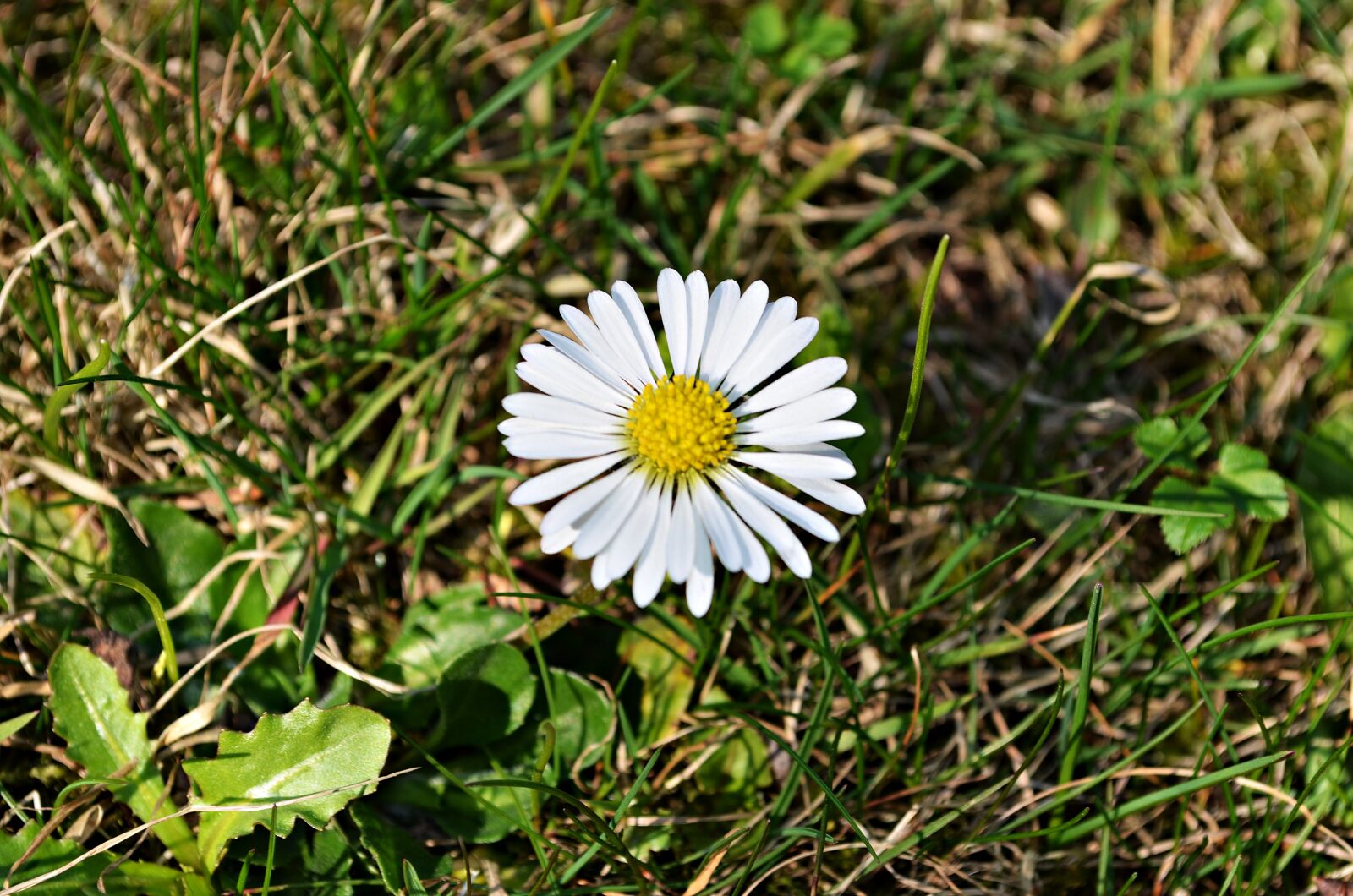 Nikon D5100 sample photo. Flower, daisy, green photography