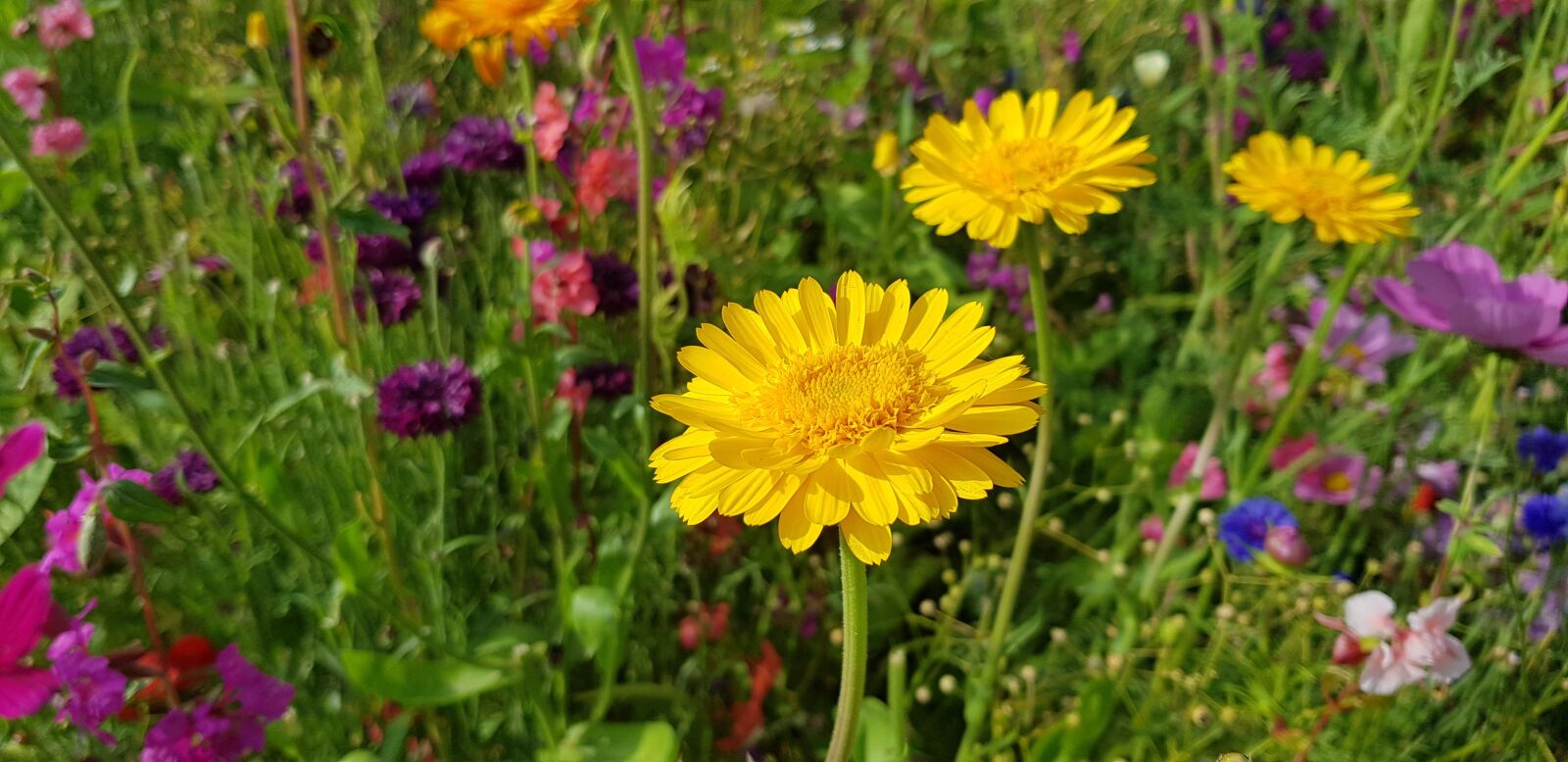 Samsung Galaxy S8 sample photo. Meadow, yellow, flowers photography