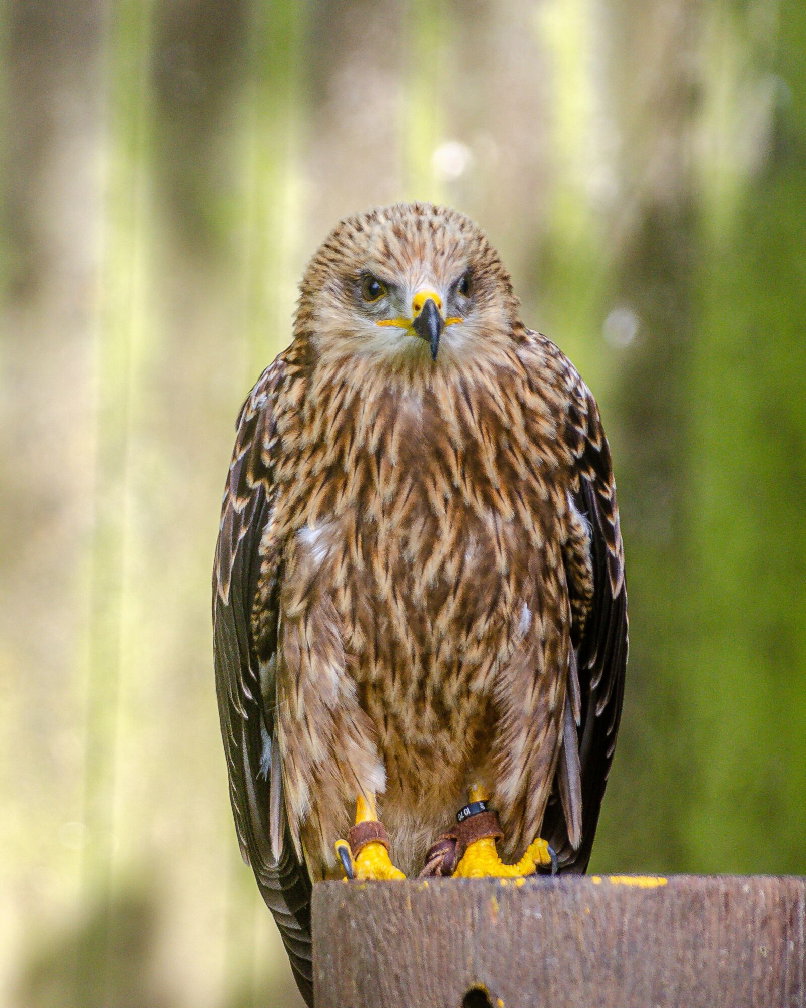 Nikon D7000 sample photo. Eagle, raptor, bird photography