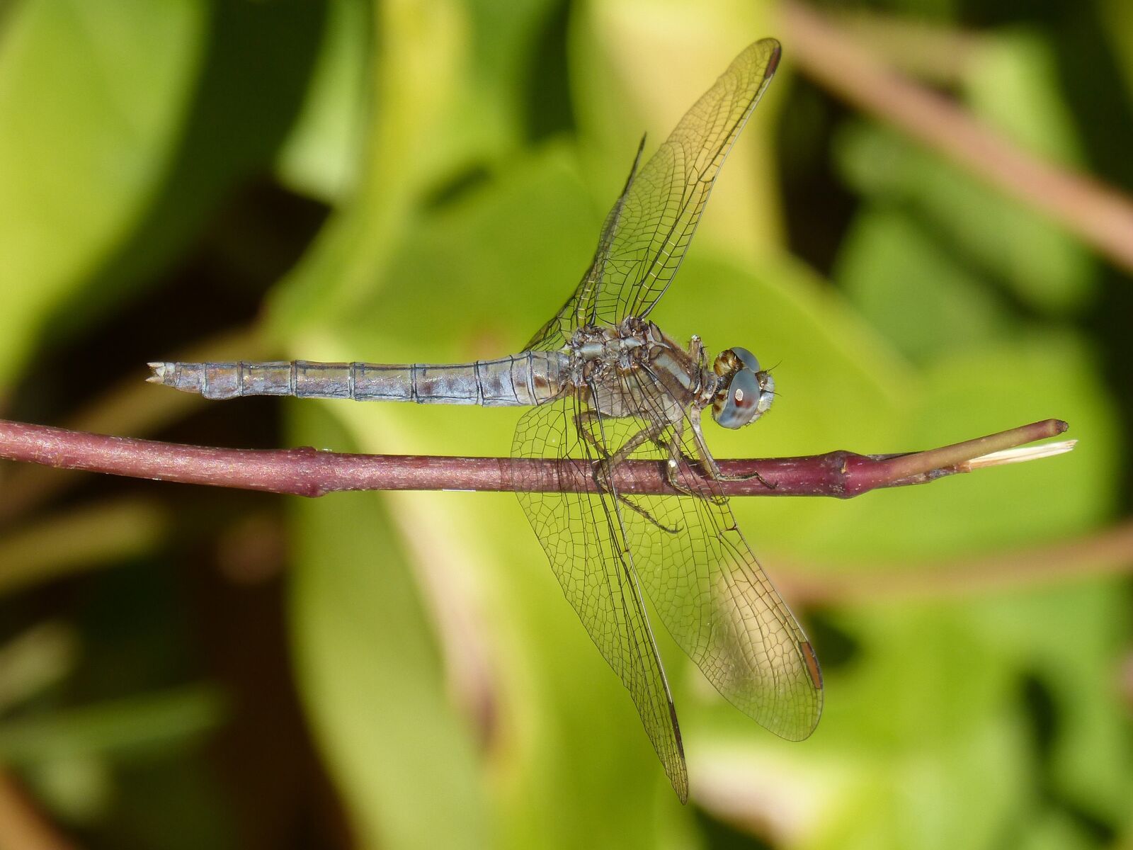 Panasonic DMC-FZ62 sample photo. Dragonfly, blue dragonfly, orthetrum photography