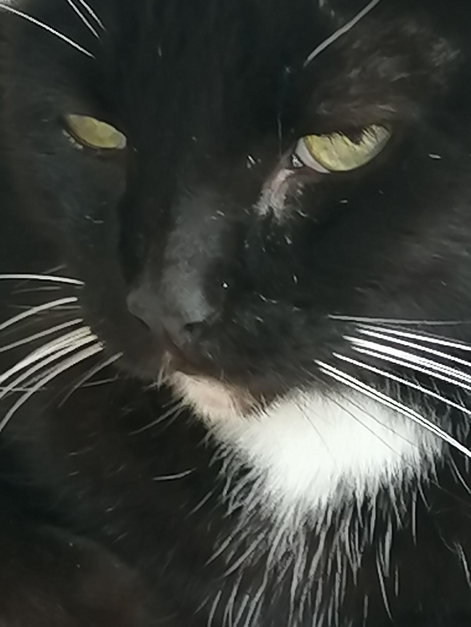 HUAWEI P30 LITE sample photo. Feline, cat, pussycat photography
