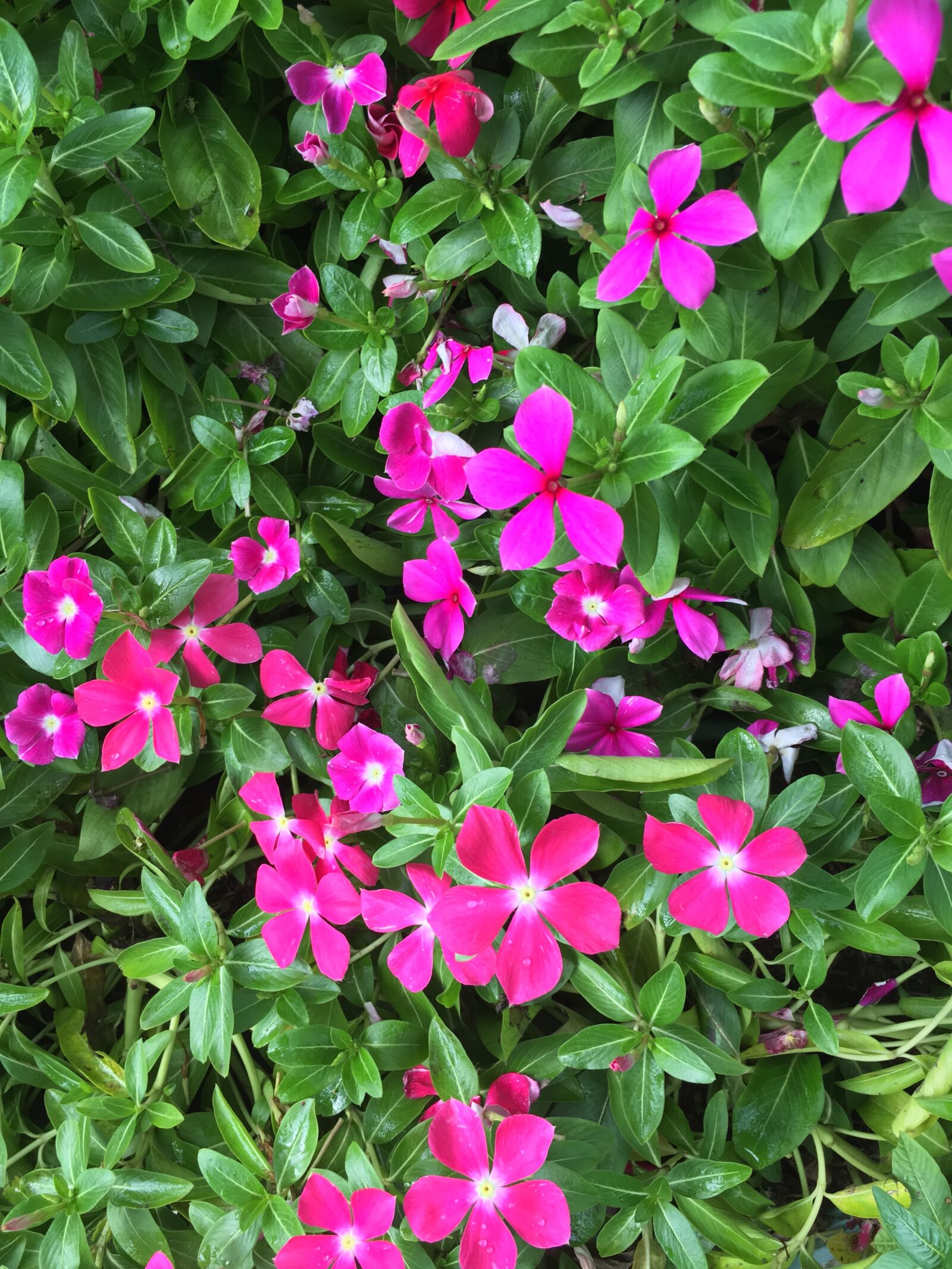 Apple iPhone 6s Plus sample photo. Vinca, wildflowers, magenta photography