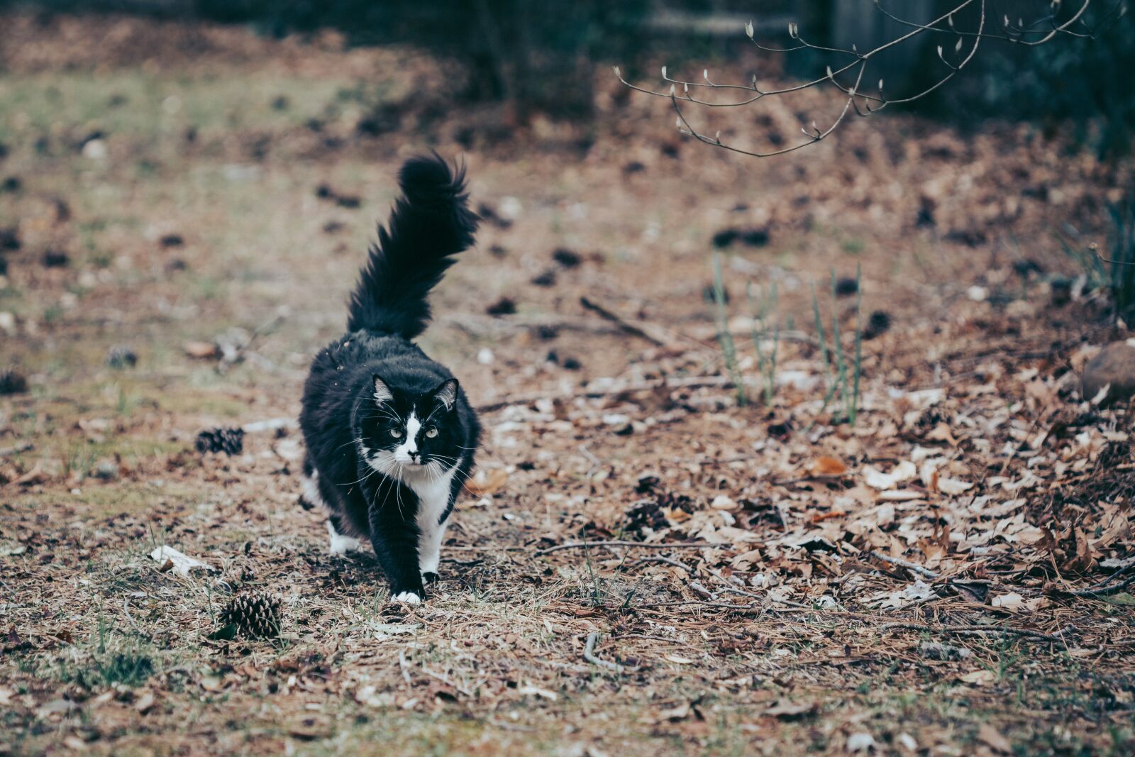 Canon EOS 6D sample photo. Cat, nature, tuxedo photography