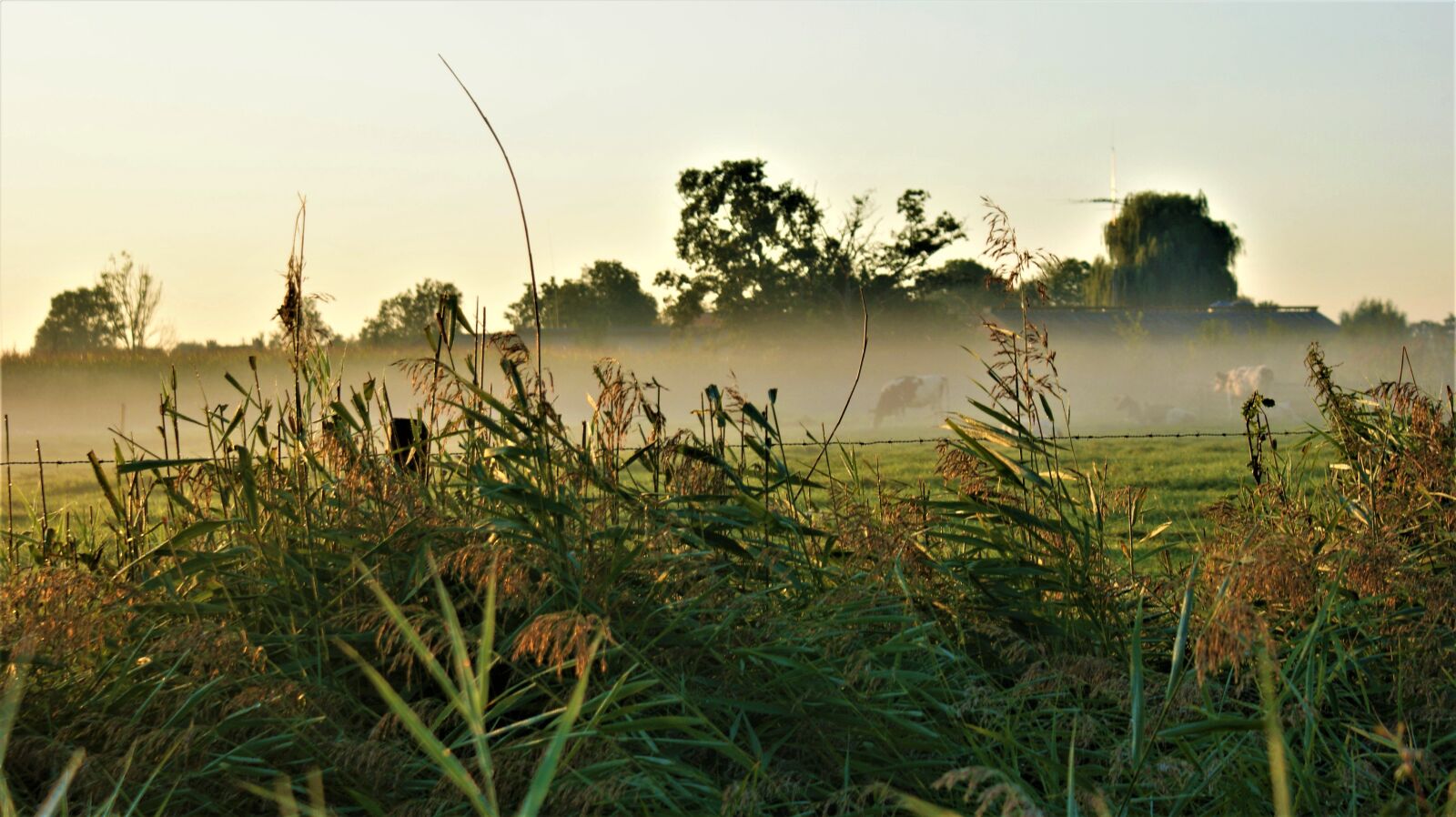 Sony Alpha DSLR-A350 sample photo. Fog, landscape, cows photography