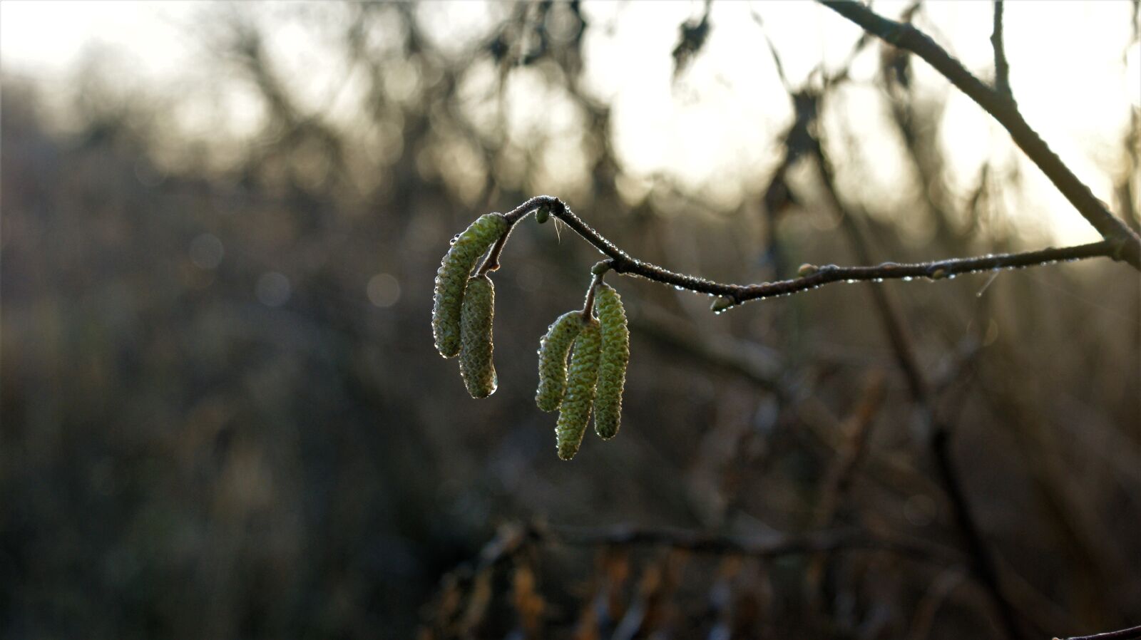 Sony Alpha DSLR-A350 sample photo. Kittens, winter, nature photography