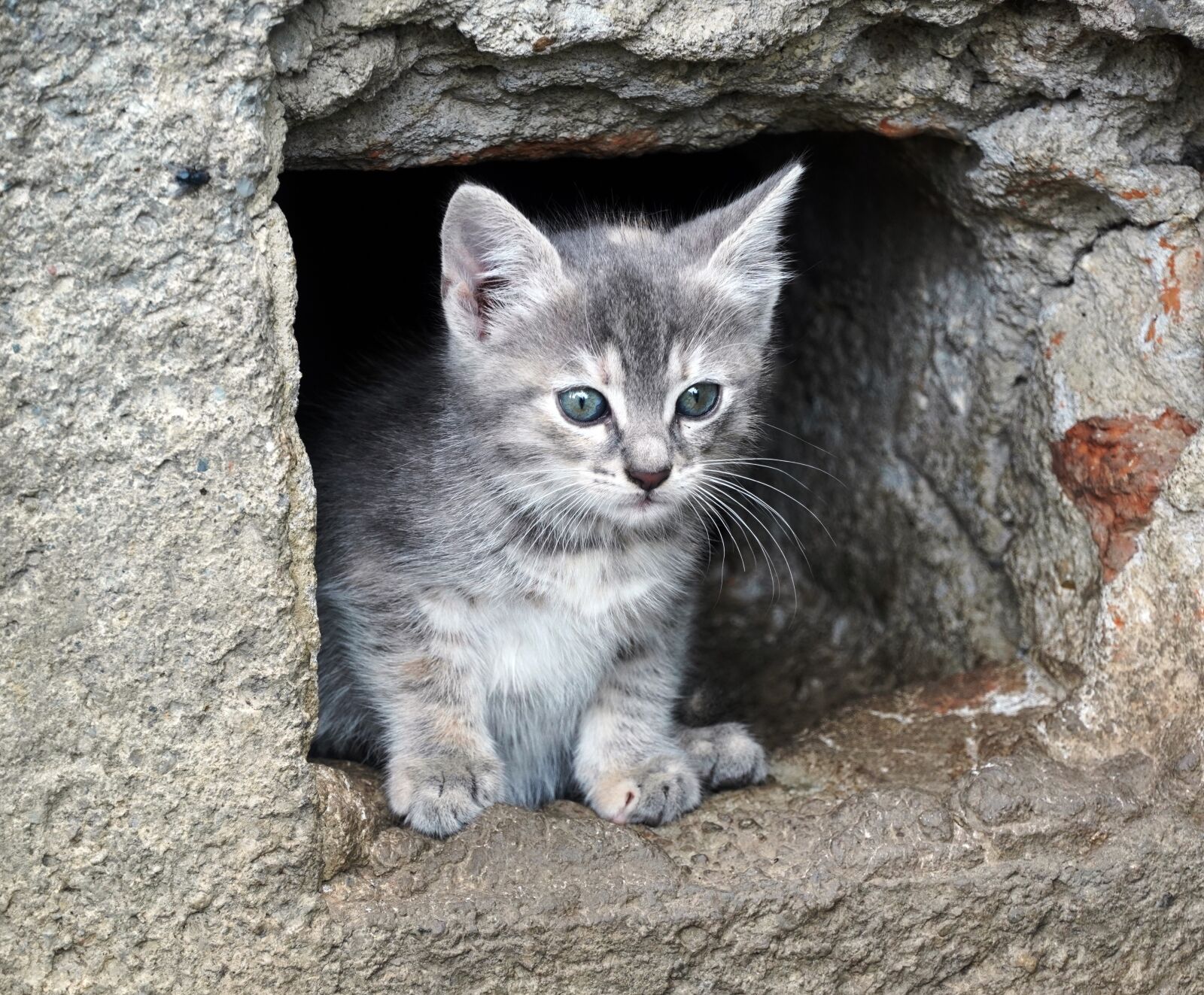 Sony a6400 sample photo. Kitten, cat, feline photography