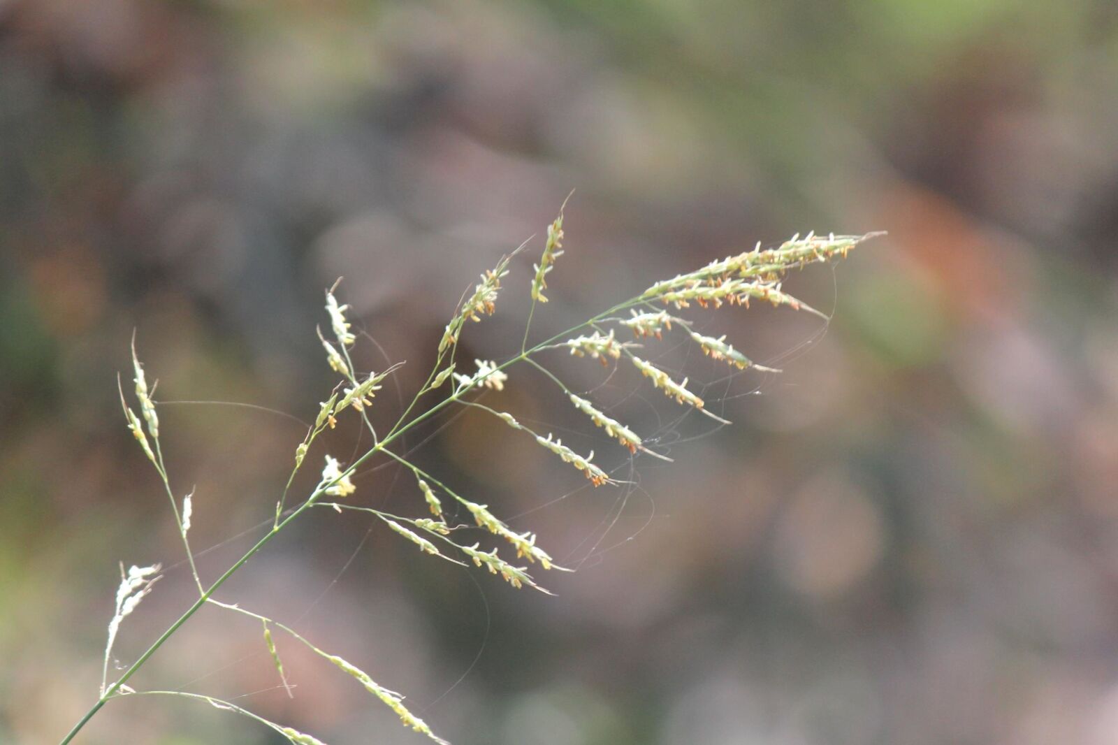Canon EOS 600D (Rebel EOS T3i / EOS Kiss X5) sample photo. Grass, bush, branch, thin photography