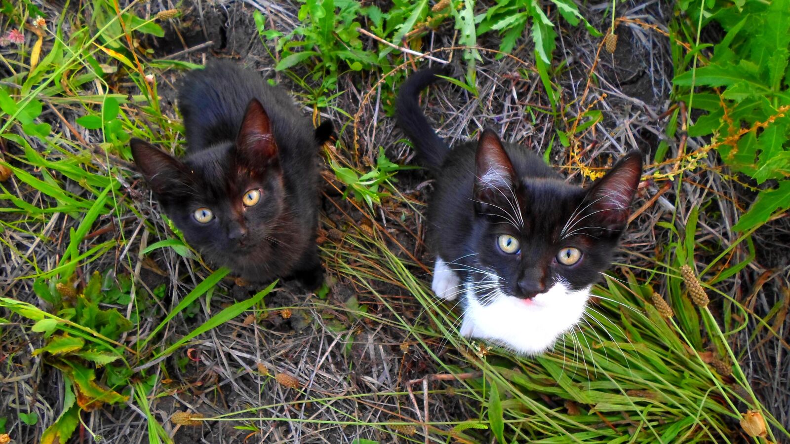 Samsung ES95 sample photo. Kitten, cat, pets photography