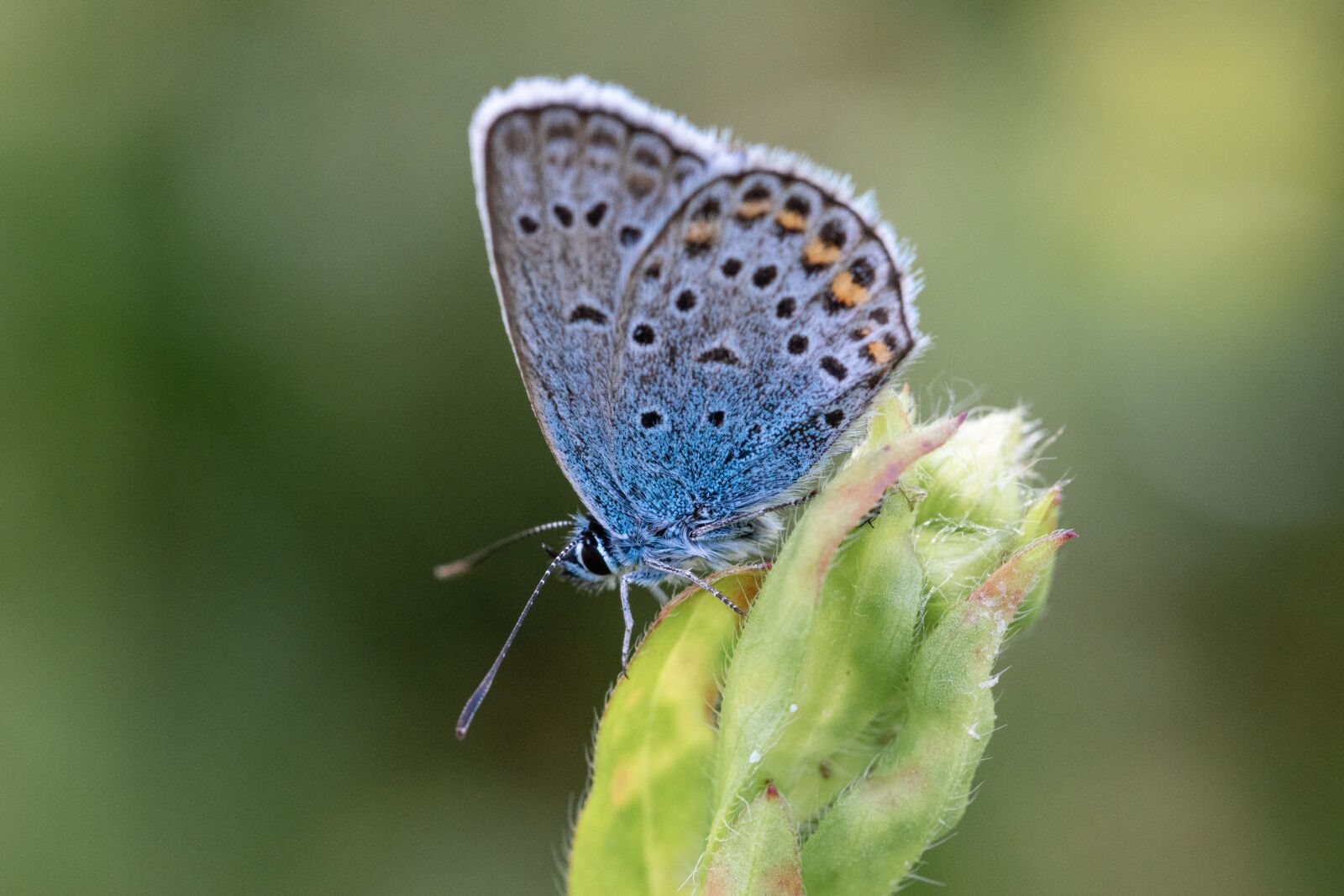 Nikon D5500 sample photo. Butterfly, blue, nature photography