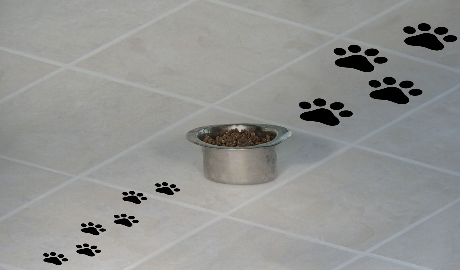 Nikon AF-S Nikkor 24-70mm F2.8G ED sample photo. Dog, food, food, paws photography