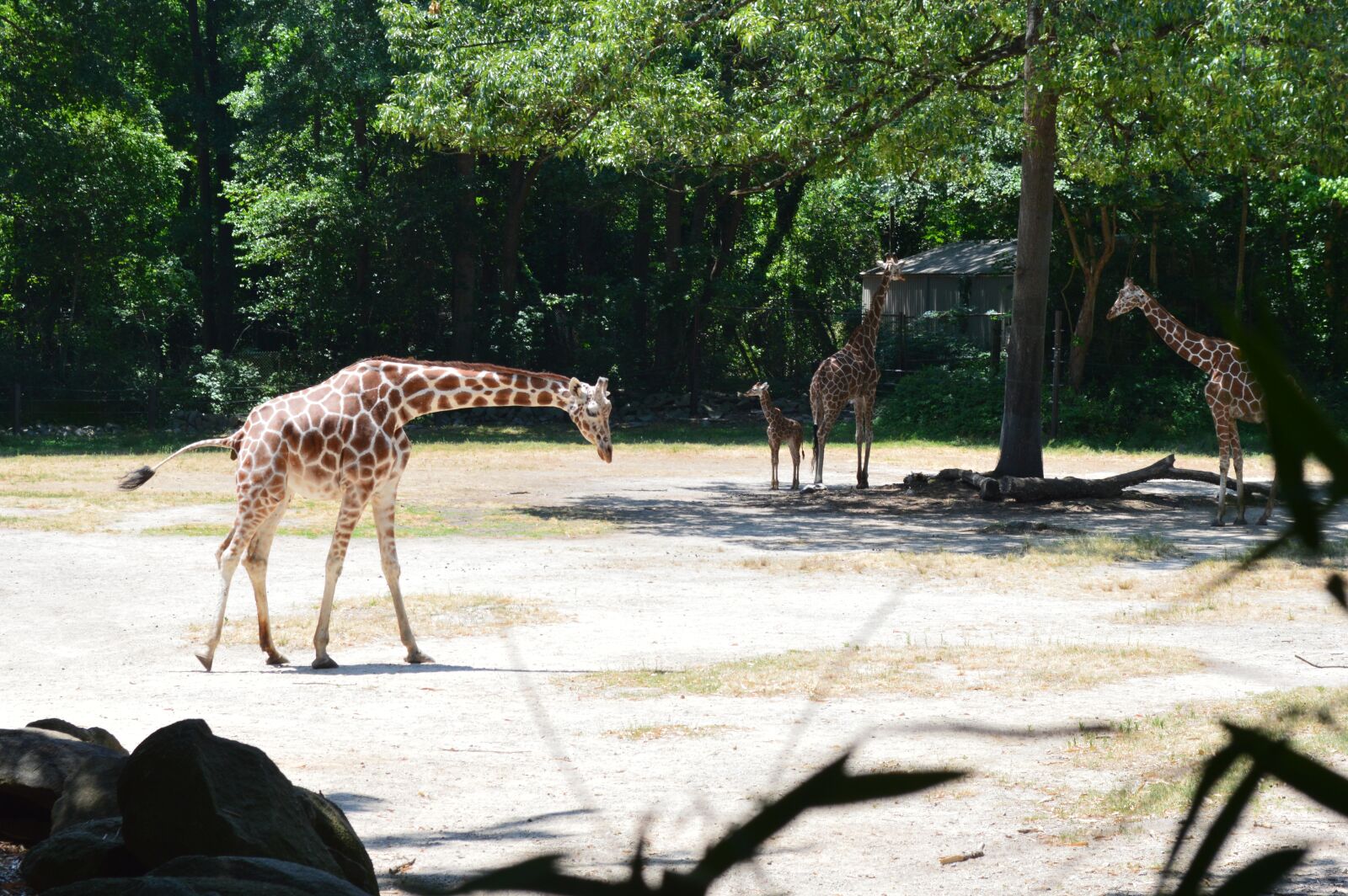Nikon D3200 sample photo. Giraffes, baby, zoo photography