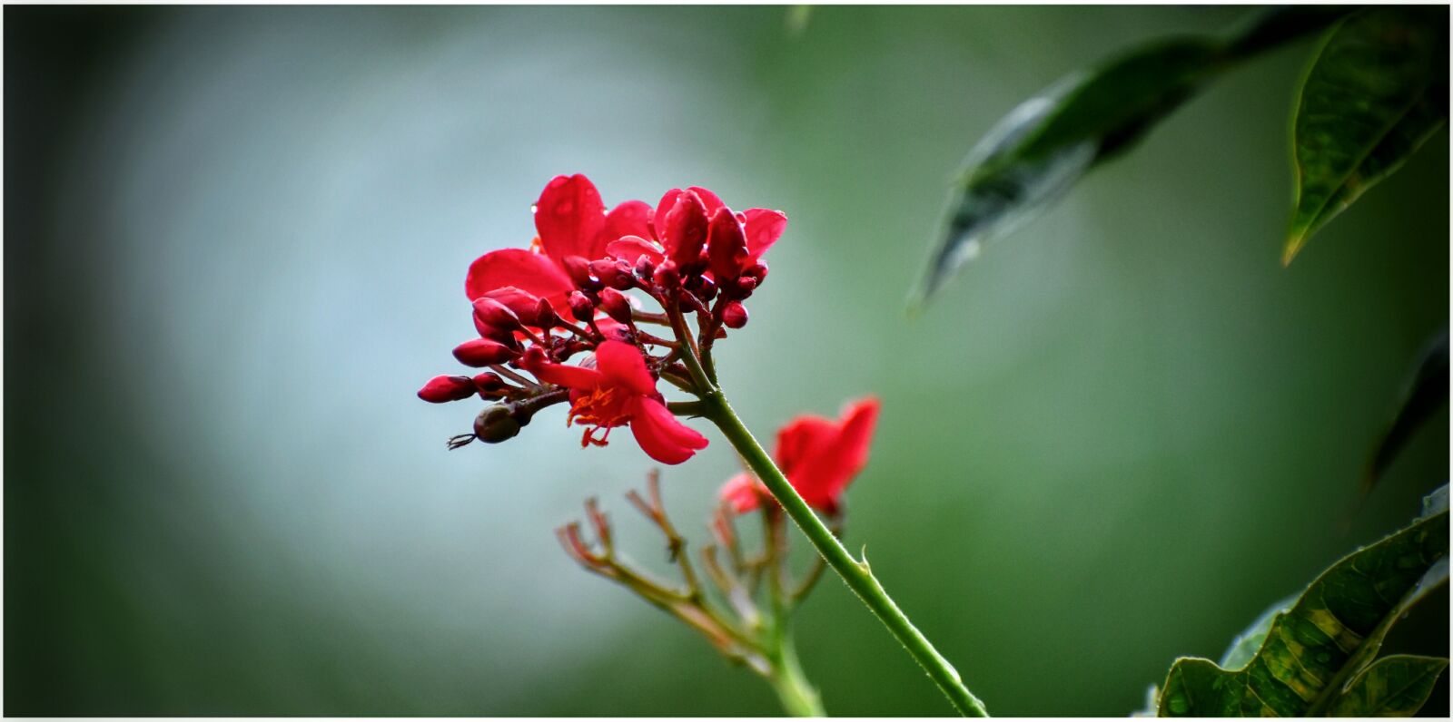 Nikon D5600 sample photo. Vintage, flowers, nature photography