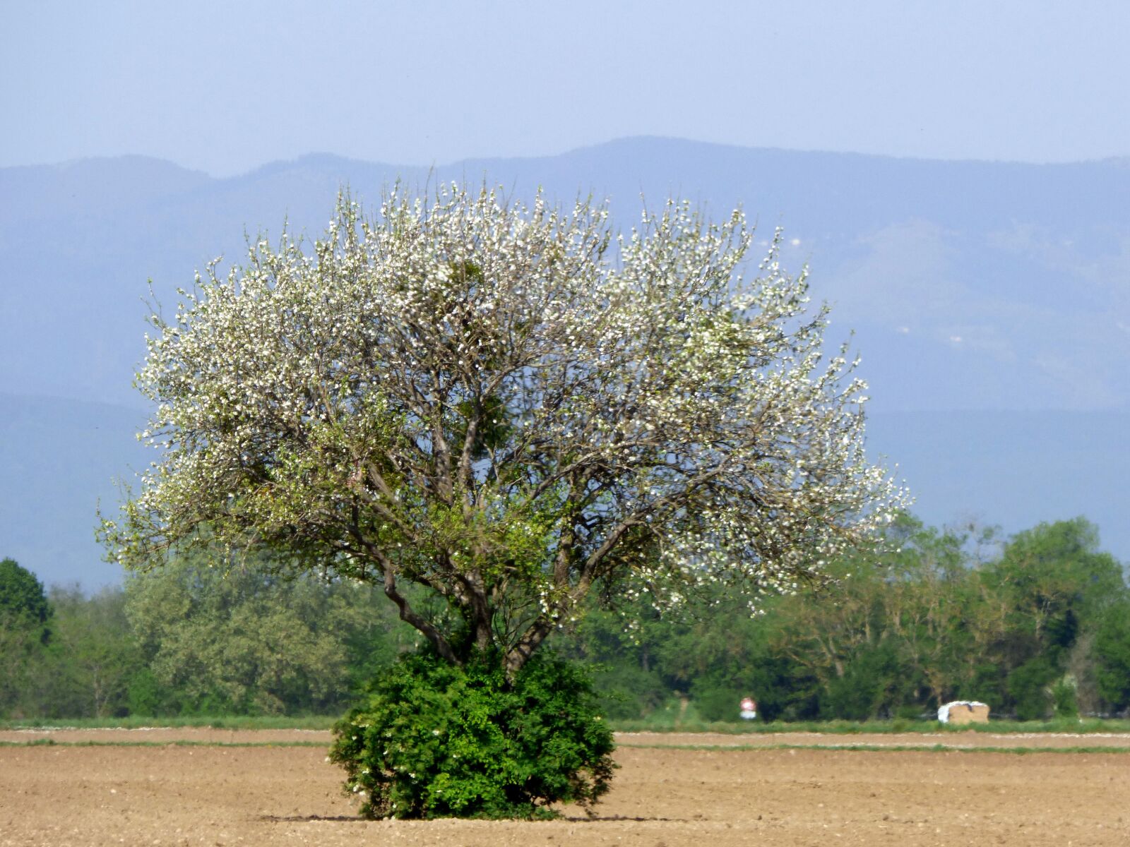 Panasonic DMC-FZ72 sample photo. Tree, trunk, flowers photography