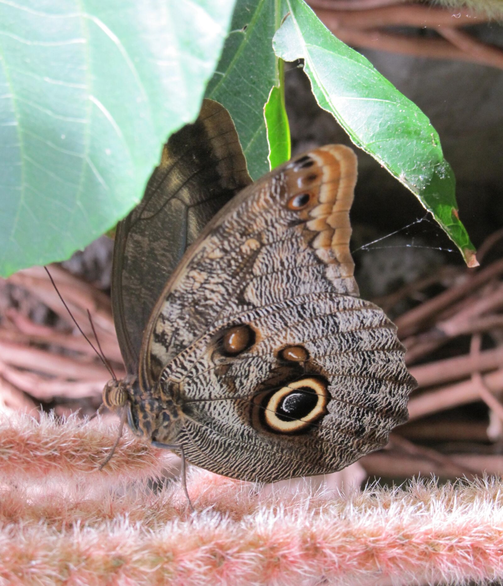 Canon PowerShot SX130 IS sample photo. Butterfly, owl, eye photography