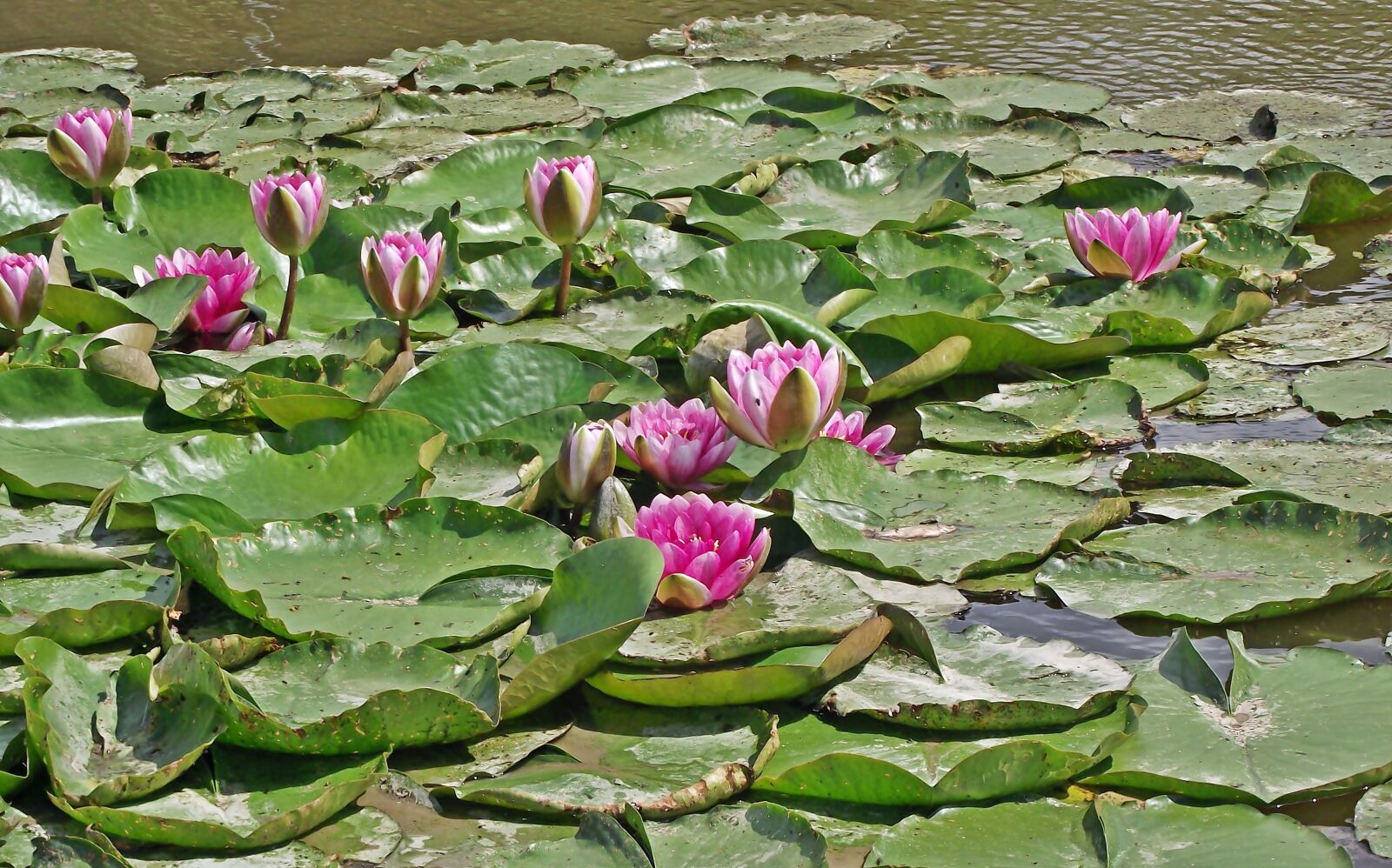 FujiFilm FinePix S1600 (FinePix S1770) sample photo. Water lilies, pond, summer photography