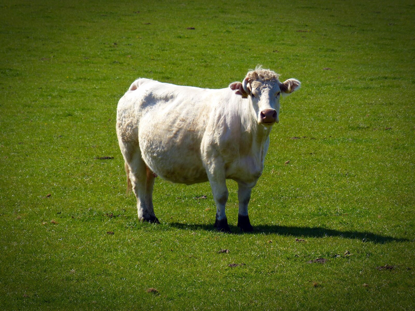 Panasonic Lumix DMC-FZ200 sample photo. Beef, cow, pasture photography