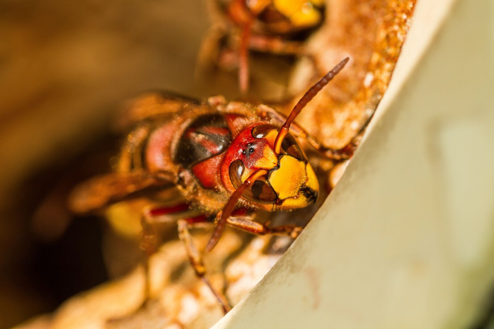 Canon EOS 7D + Canon EF 100mm F2.8L Macro IS USM sample photo. Hornet, summer, bee photography