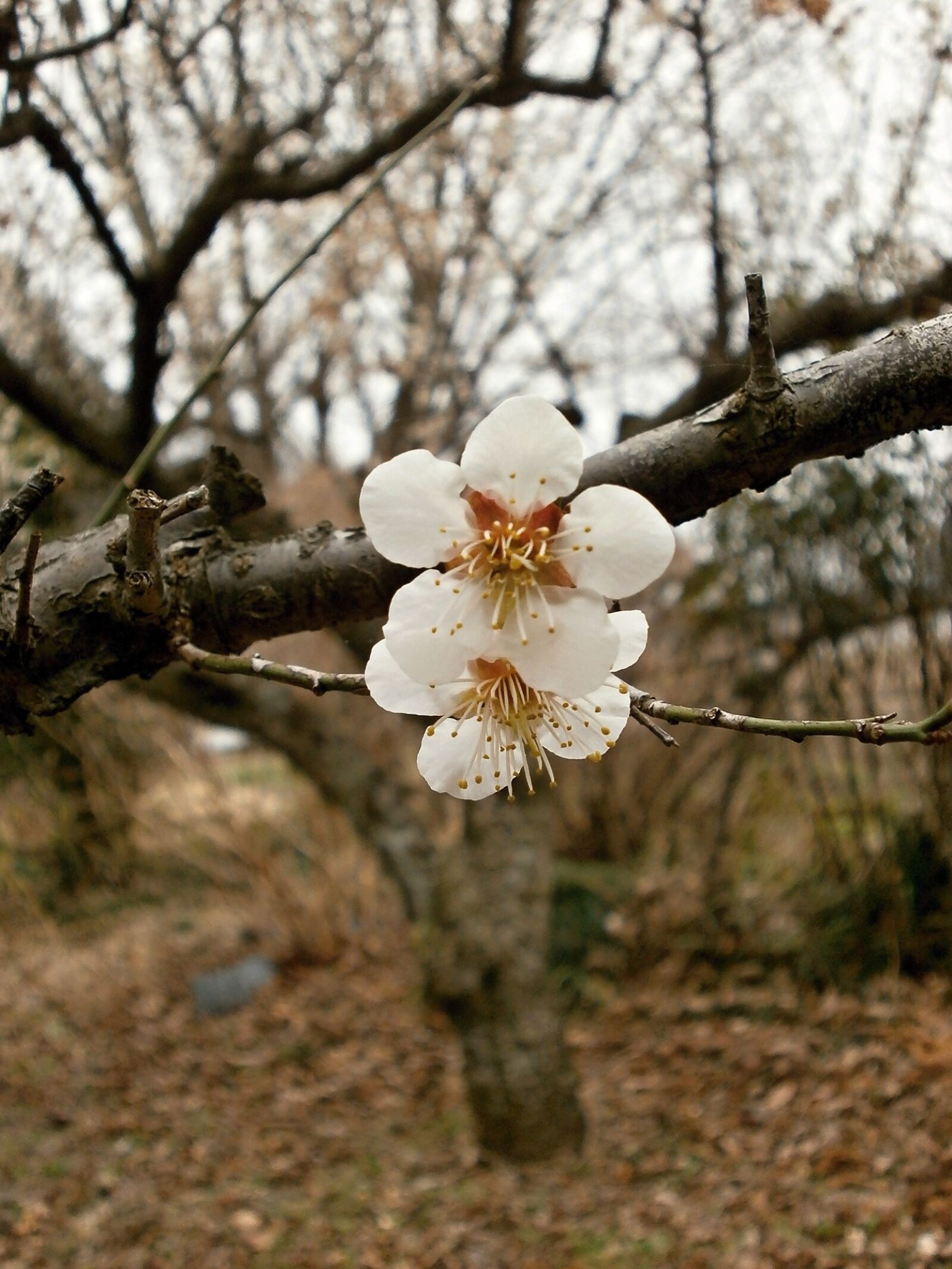 Olympus VG110,D700 sample photo. Plum, plum blossoms, spring photography