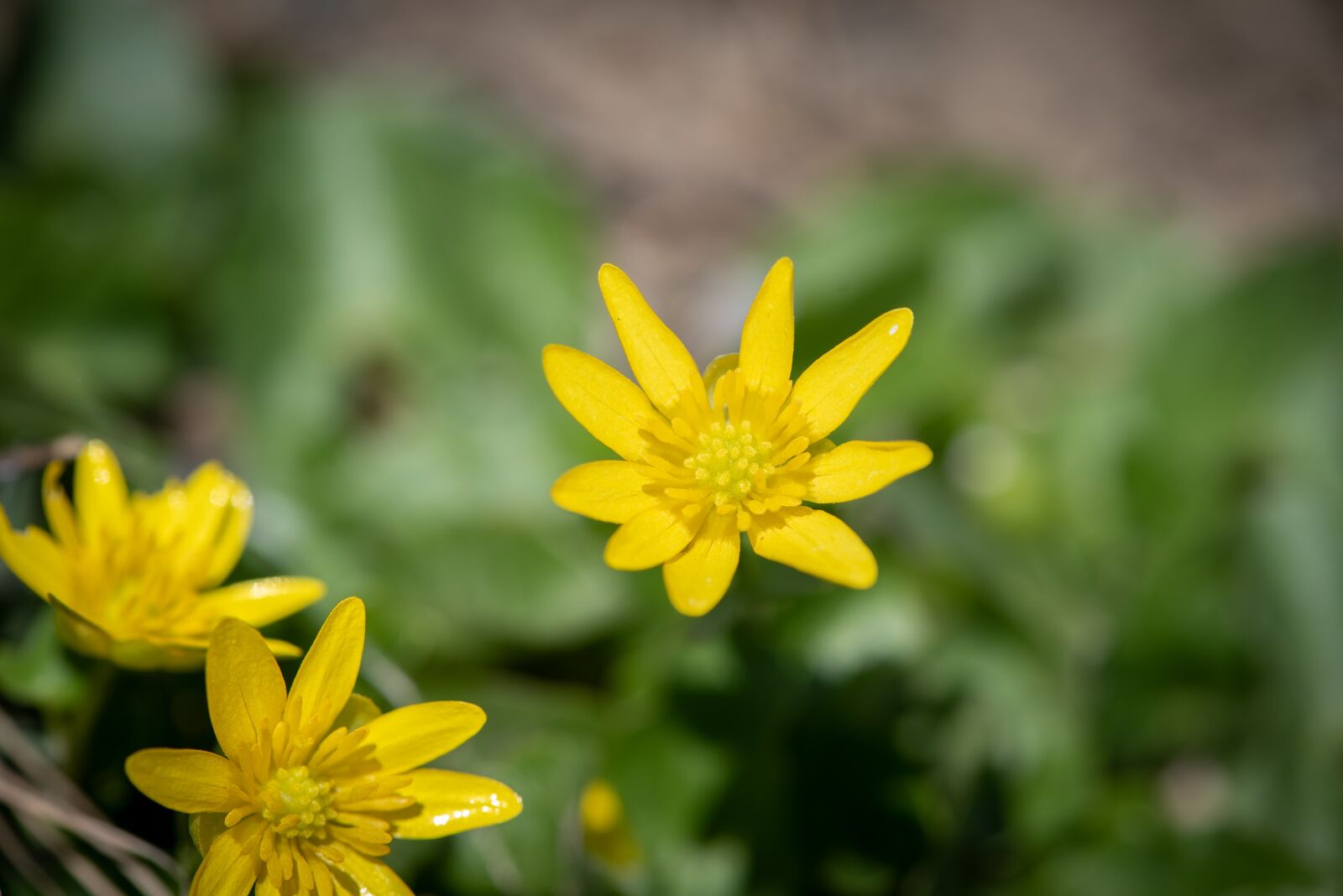 Nikon D750 sample photo. Flower, yellow, flowers photography