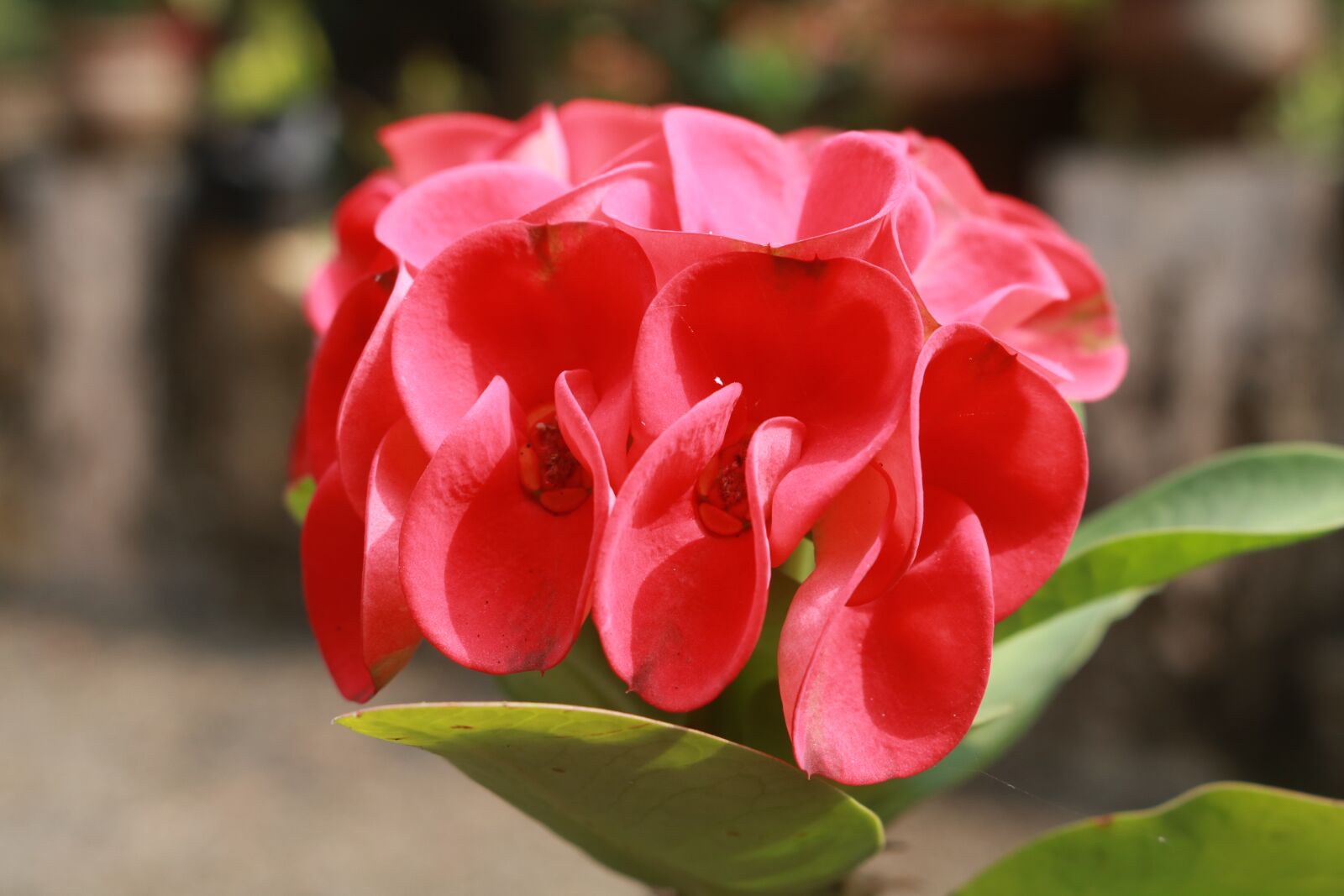Canon EOS 750D (EOS Rebel T6i / EOS Kiss X8i) sample photo. Nature, flower, flora photography