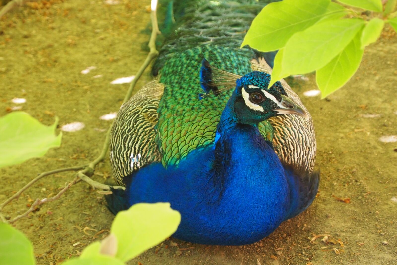 Olympus PEN E-PL1 sample photo. Birds, peacock, plumage photography