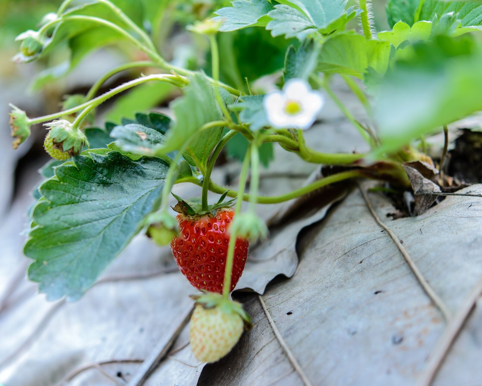 Nikon D610 sample photo. Strawberries, fresh, strawberry photography