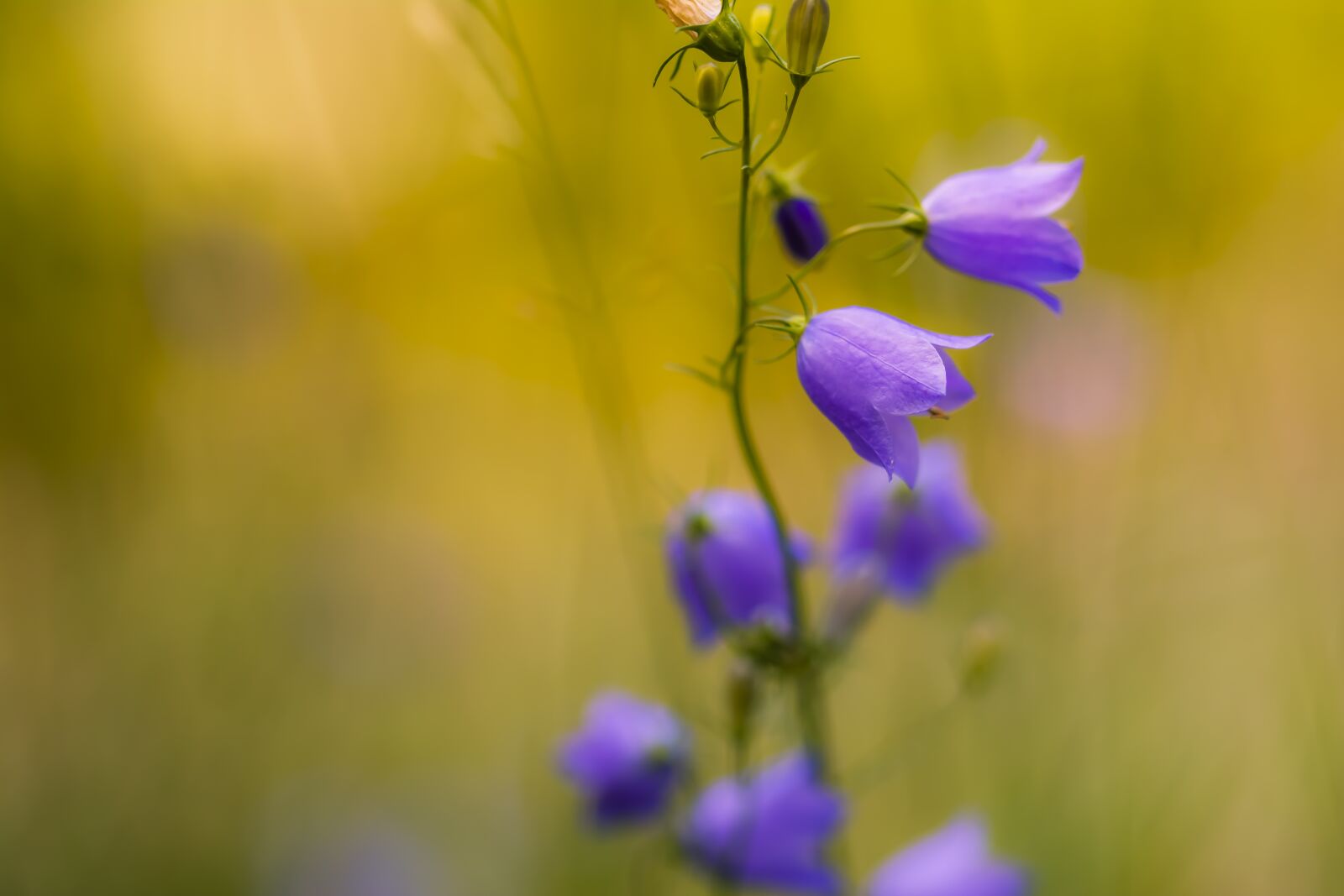 Nikon D7100 sample photo. Flower, flowers, violet photography