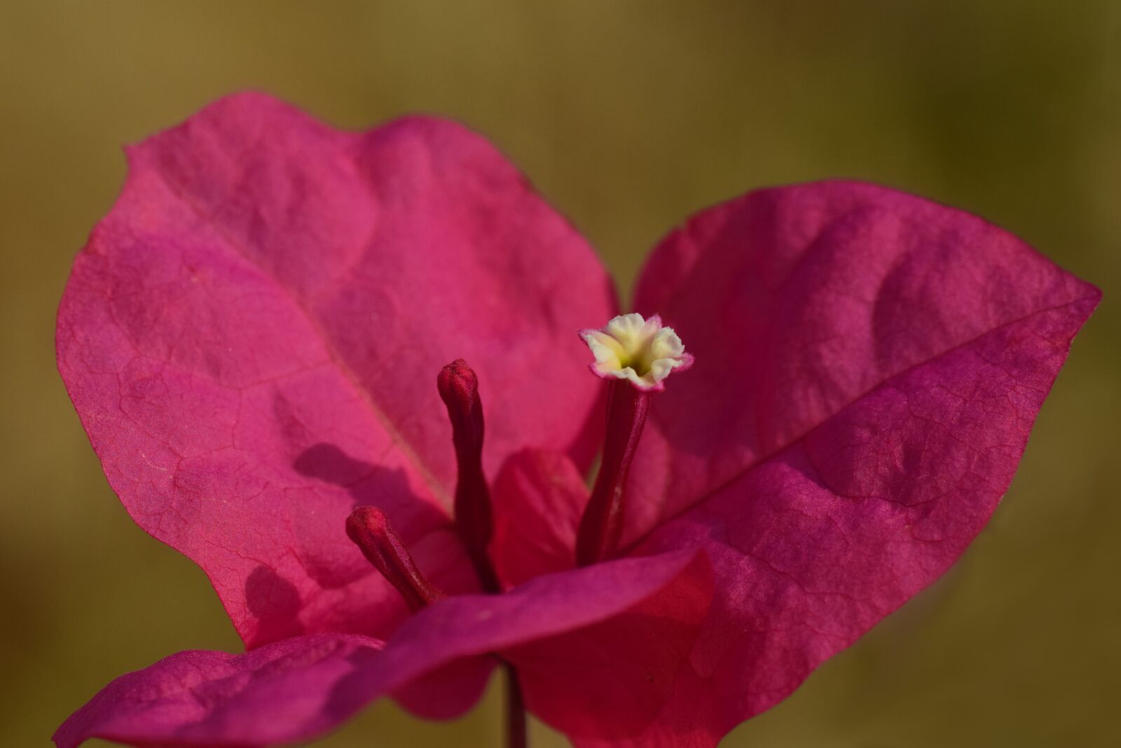 Nikon D3300 sample photo. Bougainvillea, bougainville, triple flower photography