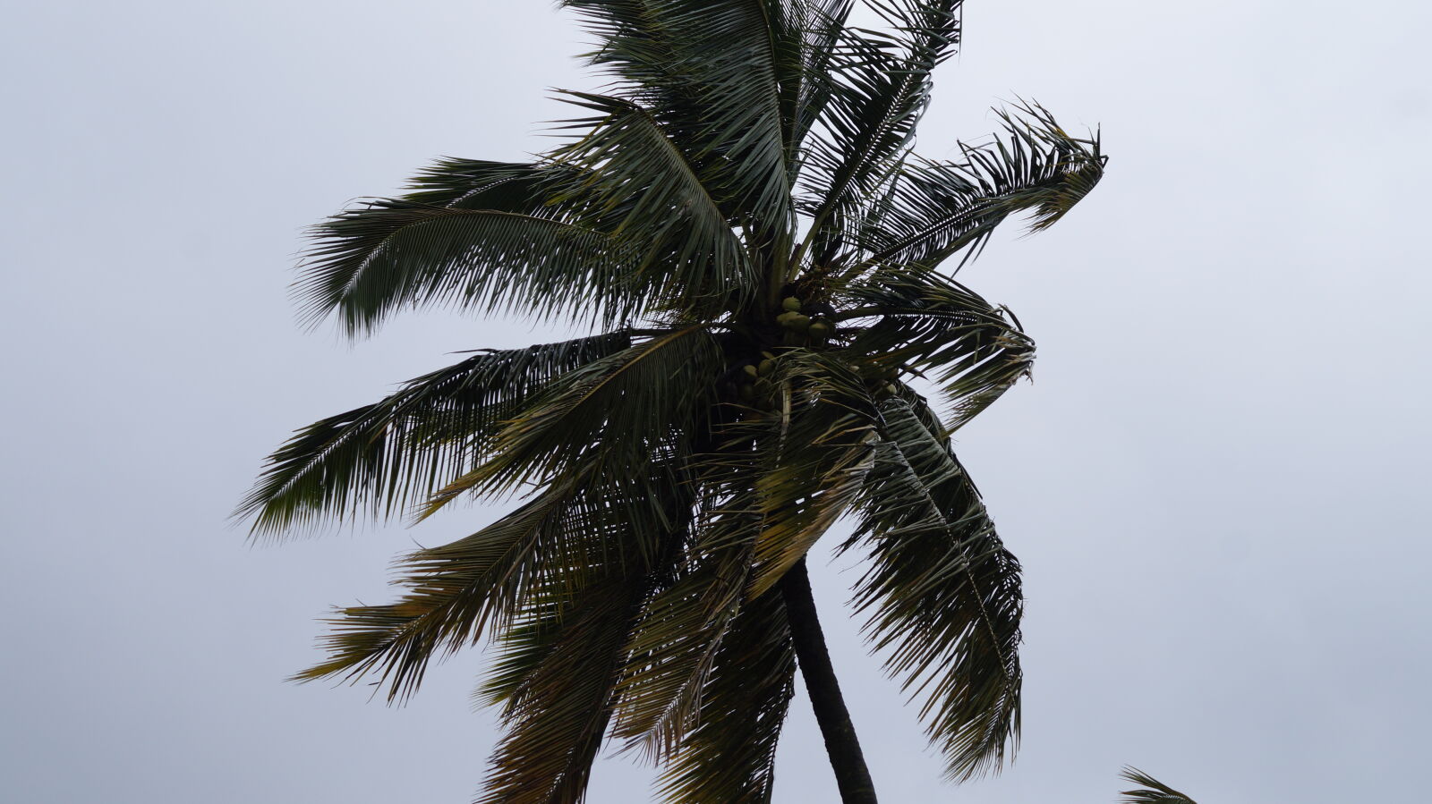 Sony DT 55-200mm F4-5.6 SAM sample photo. Breeze, coconut, tree, india photography