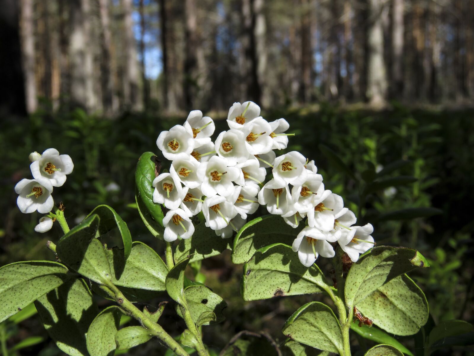 Canon PowerShot SX60 HS sample photo. Flowers, white, cranberries photography