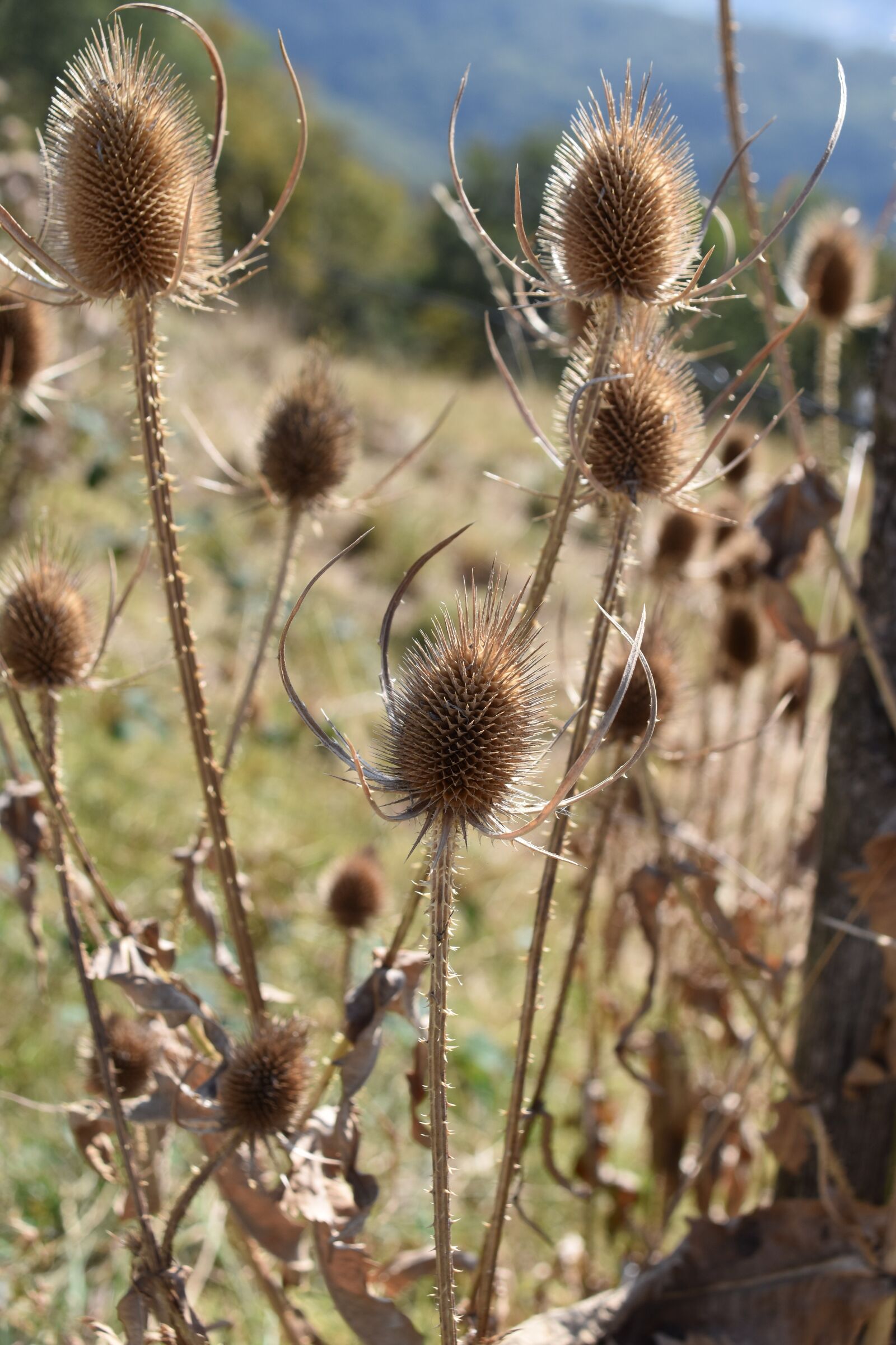 Nikon D5600 sample photo. Thistle, thistle dried, thistle photography
