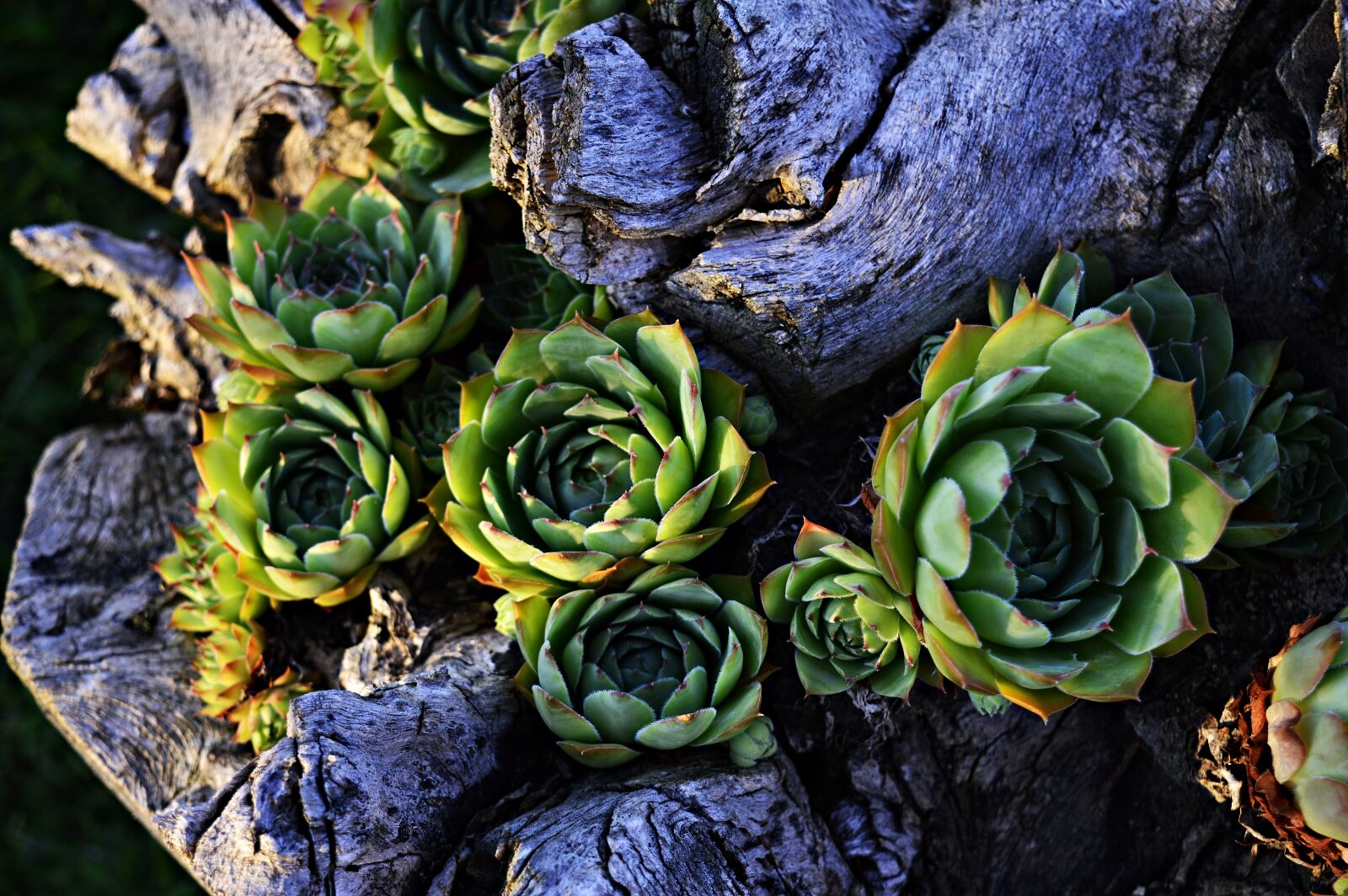 Nikon D3200 sample photo. Stonecrop, petals, plant photography