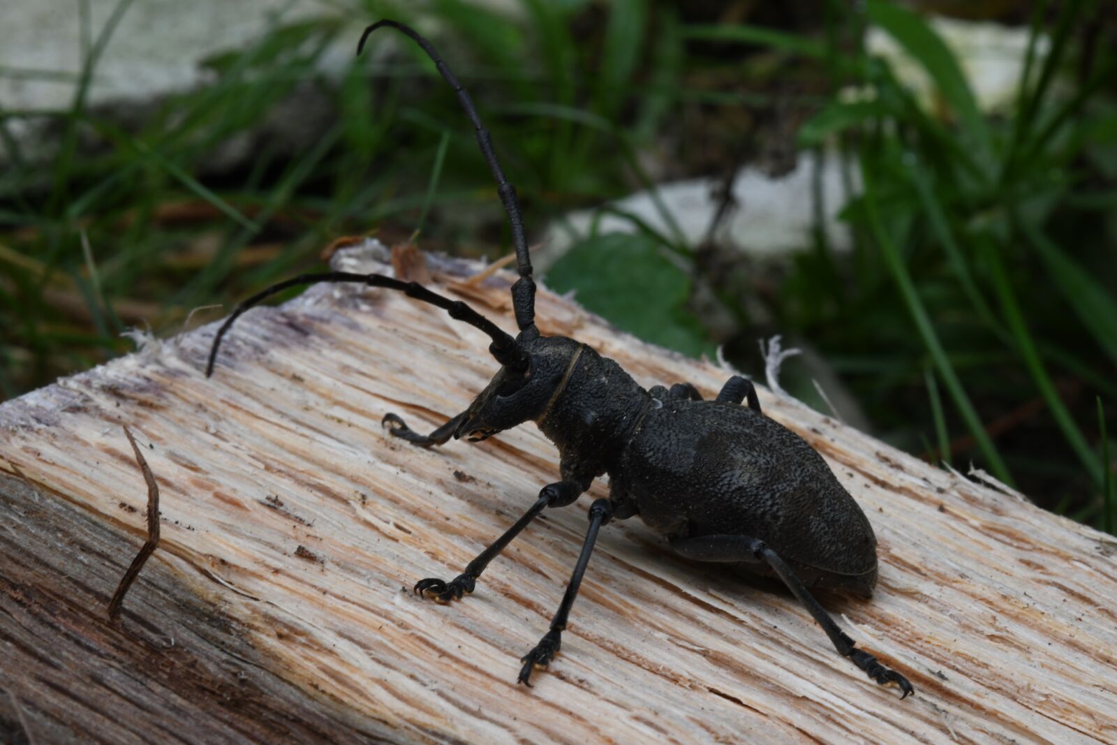 Nikon D7500 sample photo. Beetle, insect, forest photography