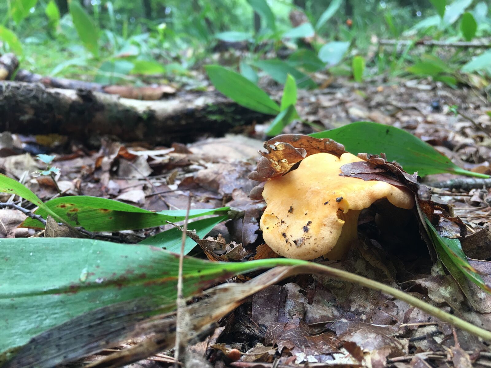 Apple iPhone 6s Plus sample photo. Mushrooms, chestnut boletus, boletus photography
