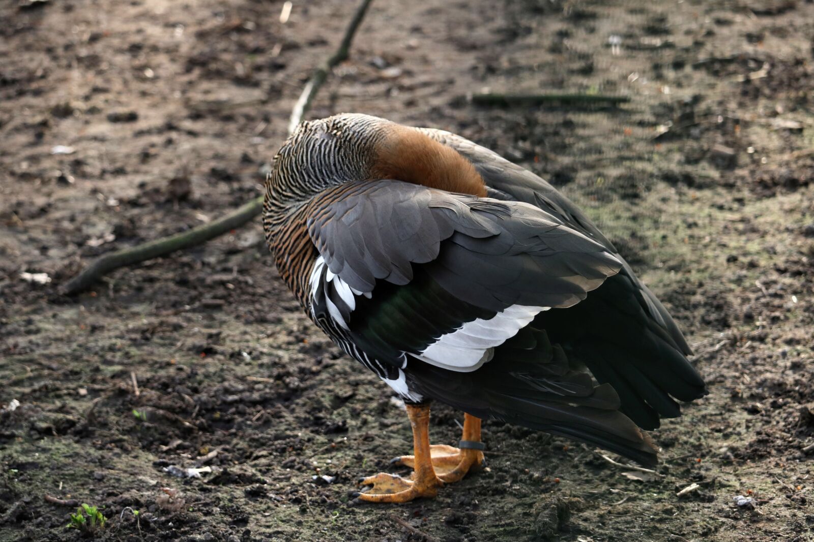 Canon EOS 750D (EOS Rebel T6i / EOS Kiss X8i) sample photo. Bird, animal world, nature photography