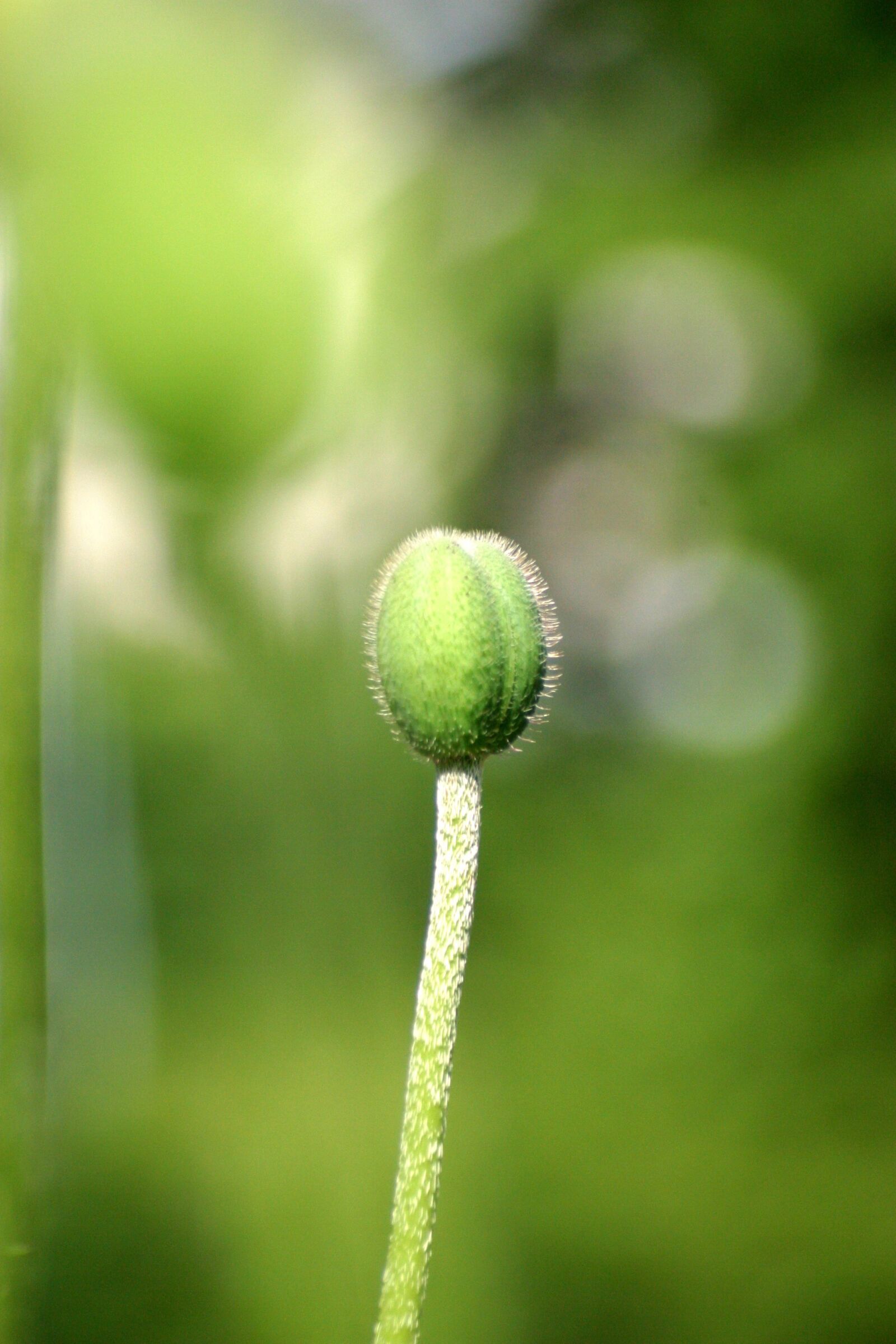 Canon EOS D60 sample photo. Bud, garden, poppy photography
