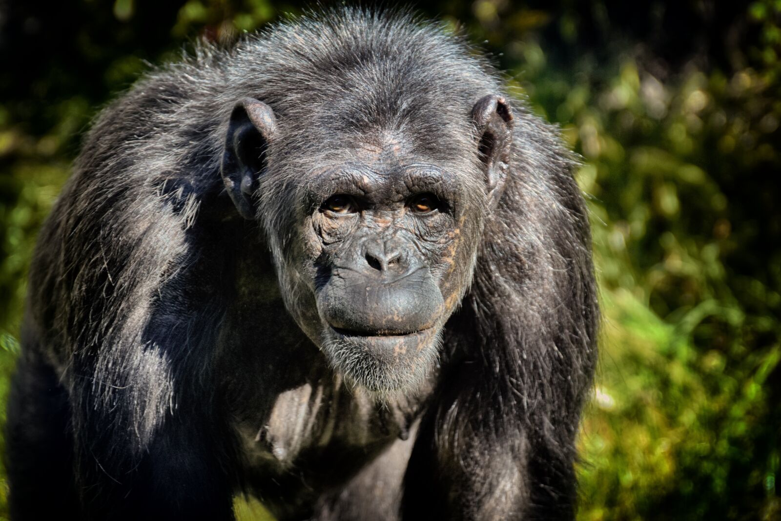 Nikon D7200 sample photo. Chimpanzee, monkey, animal world photography