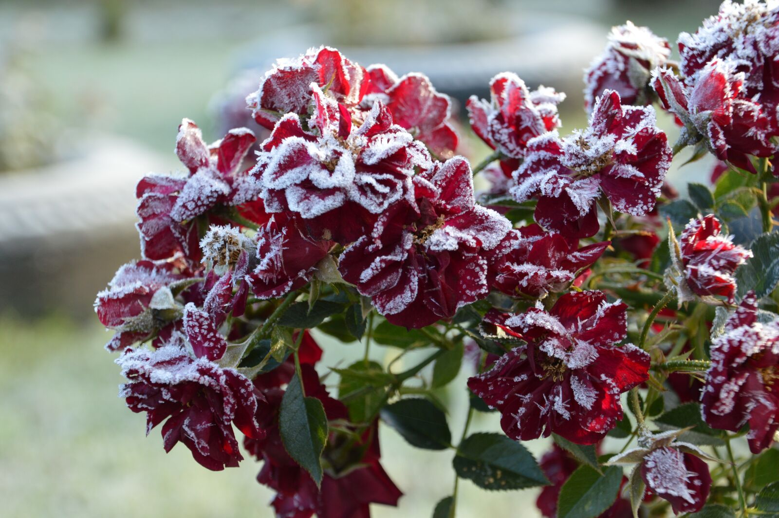 Nikon D3200 sample photo. Rose, frost, flower photography