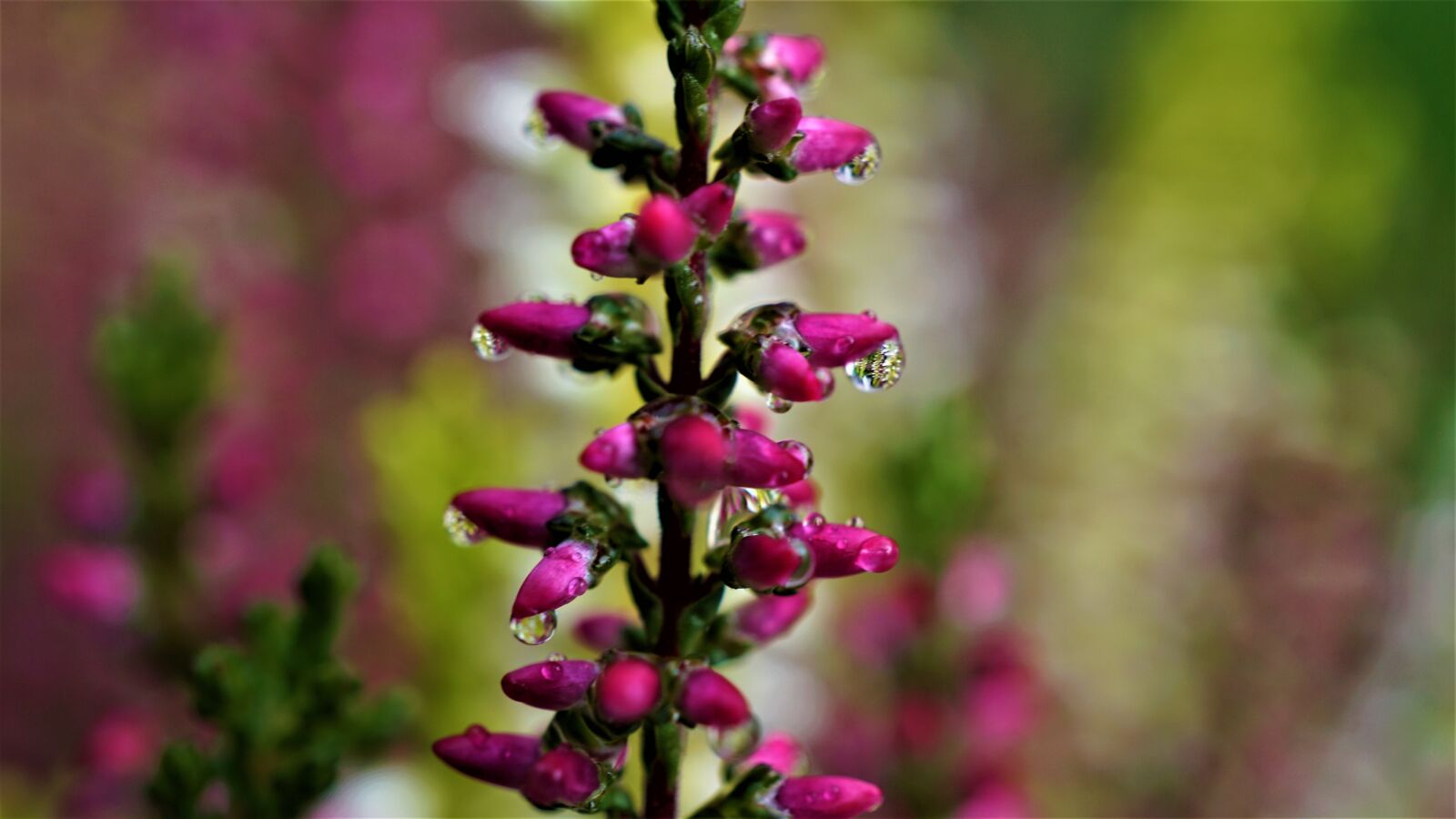 Sony E 30mm F3.5 Macro sample photo. Heather, macro, water photography
