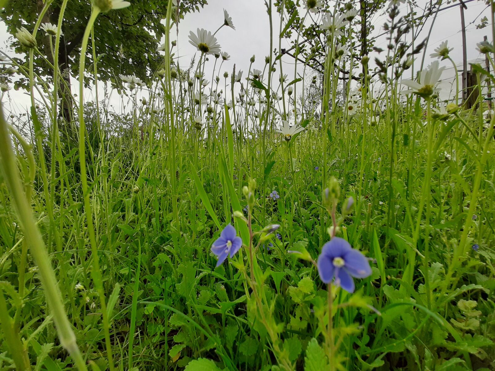 Samsung Galaxy A50 sample photo. Grass, blue, flowers photography
