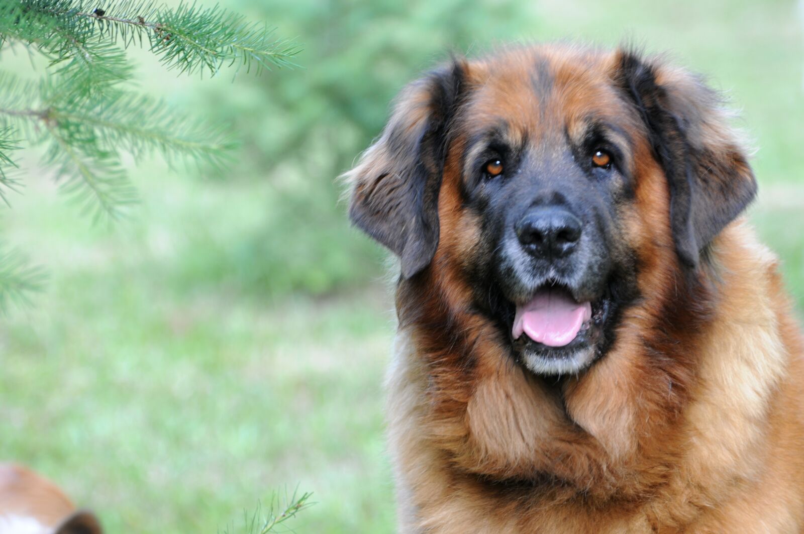 Nikon D300 sample photo. Leonberger, dog, animal photography