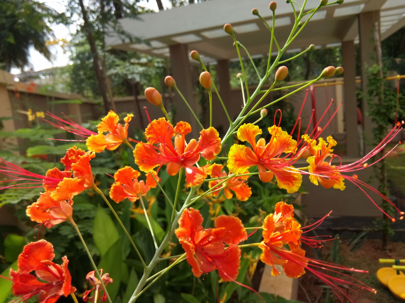 GIONEE F103 Pro sample photo. Bunch, of, flowers photography