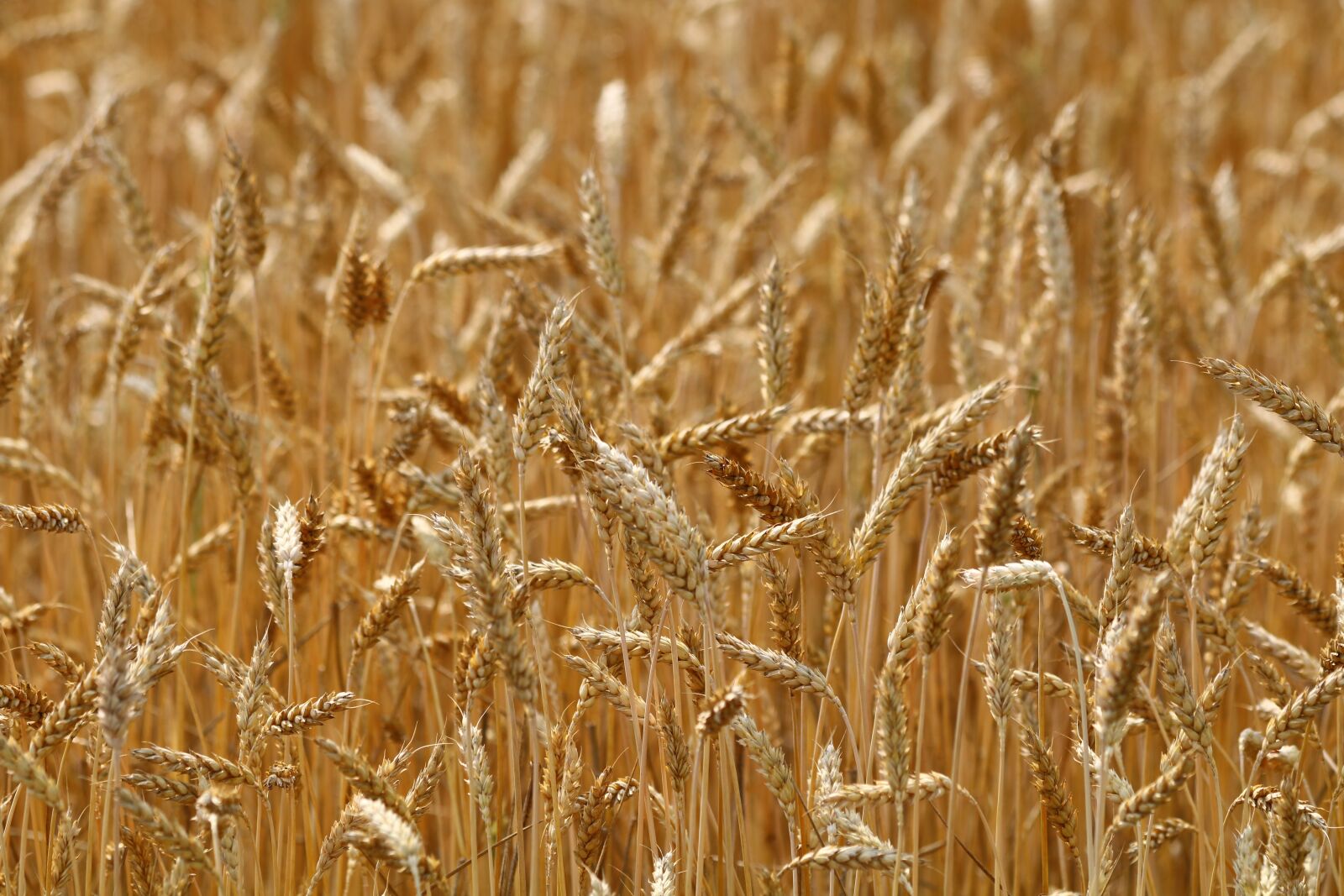 Canon EOS 750D (EOS Rebel T6i / EOS Kiss X8i) + Canon EF 70-300mm F4-5.6 IS USM sample photo. Wheat, grain, cereals photography