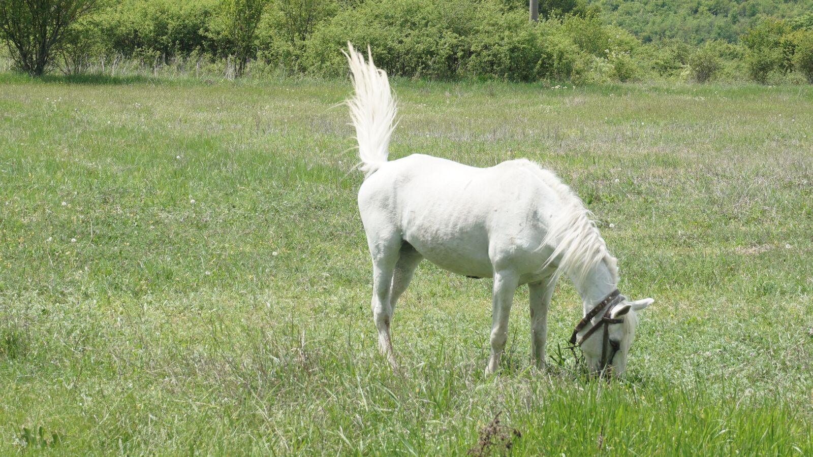 Sony E 16-50mm F3.5-5.6 PZ OSS sample photo. Nature, horse, white photography