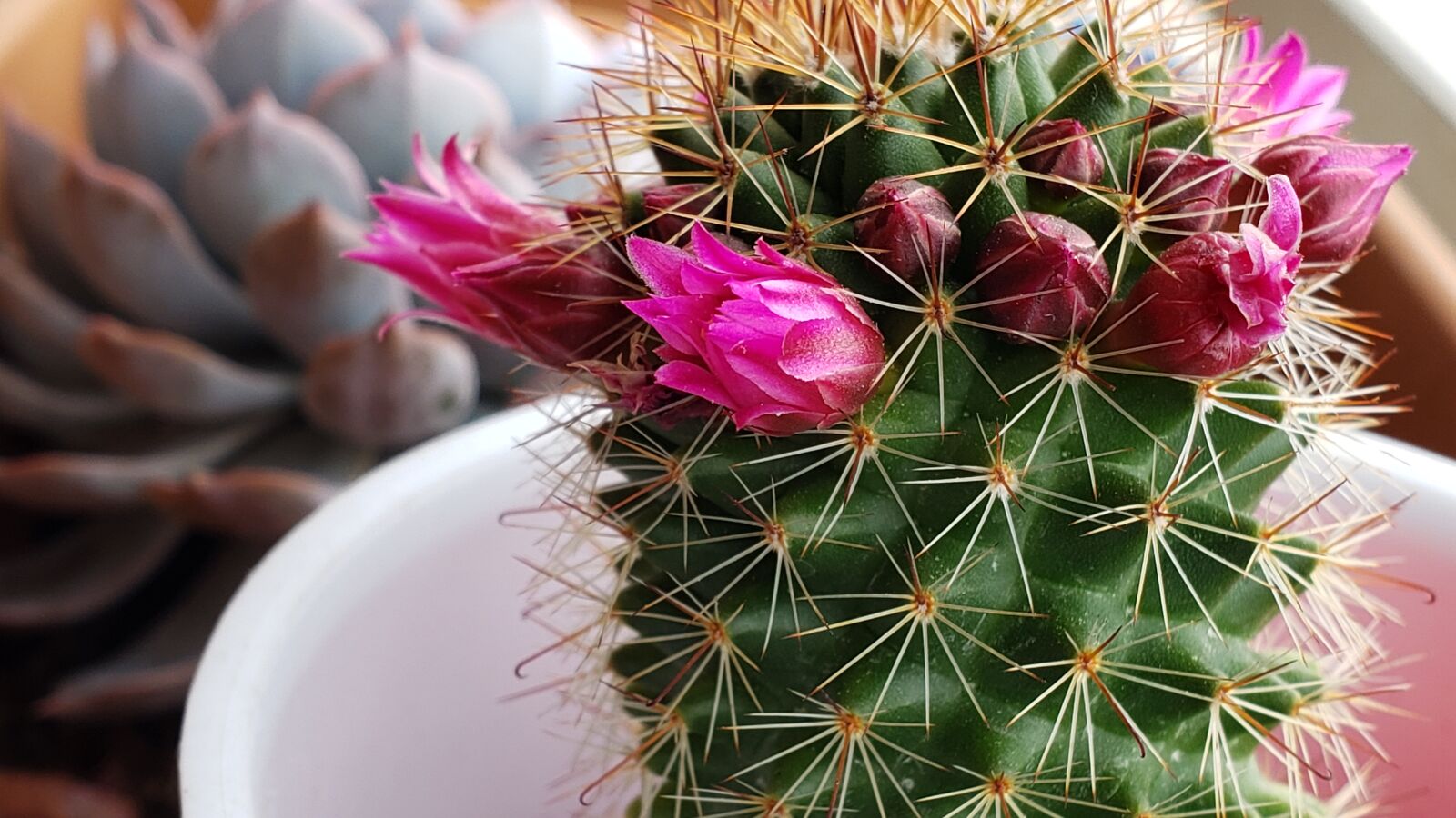 Samsung Galaxy S9+ sample photo. Cactus, flower, pink photography