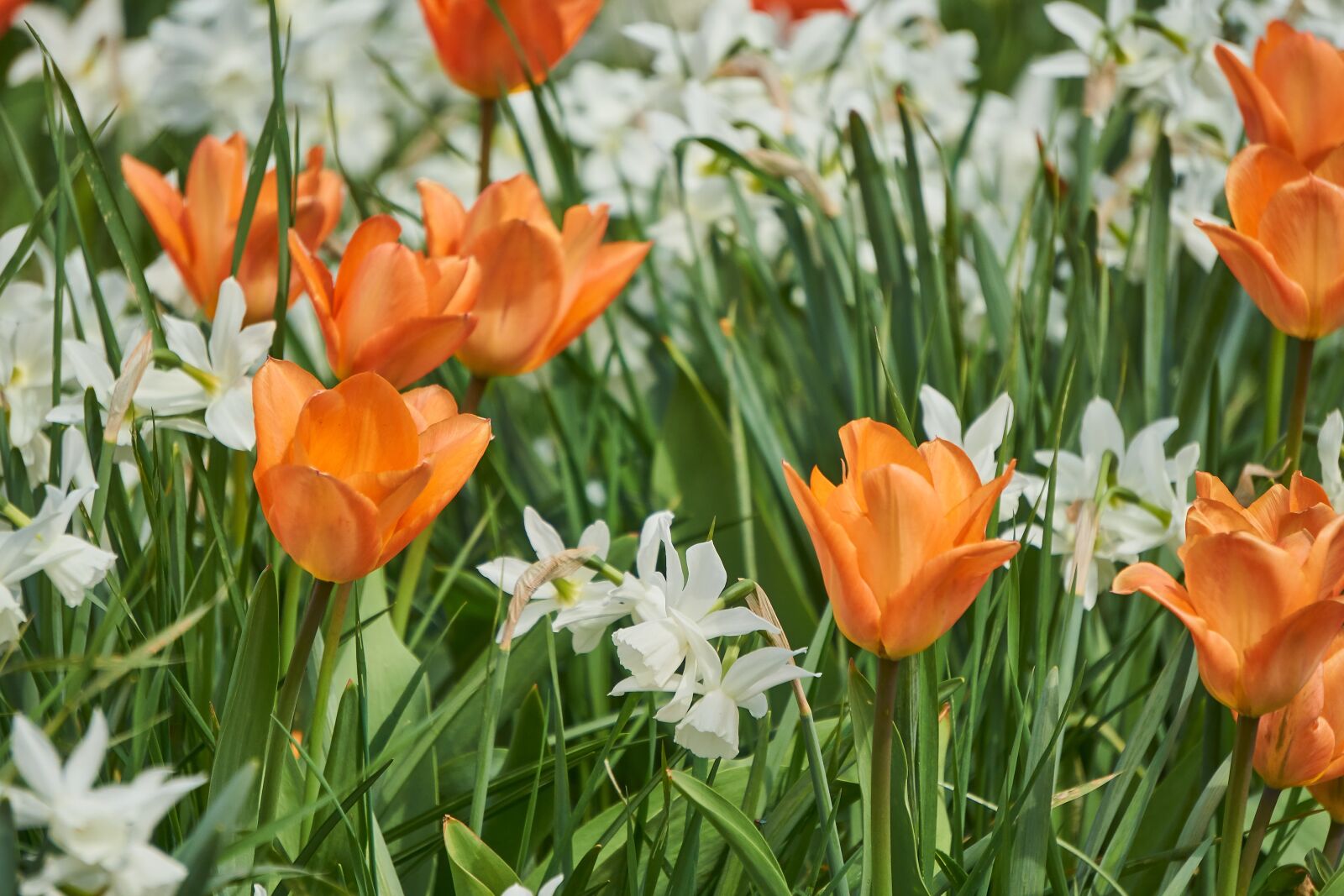 Sony E 55-210mm F4.5-6.3 OSS sample photo. Tulip, blossom, bloom photography