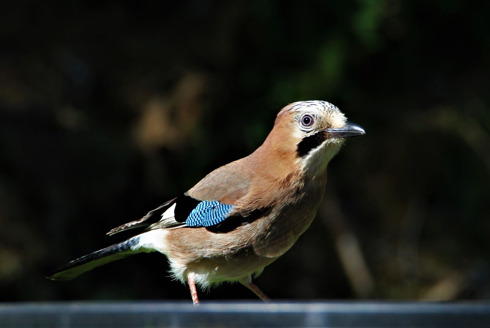 Tamron SP 150-600mm F5-6.3 Di VC USD sample photo. Jay, bird, songbird photography