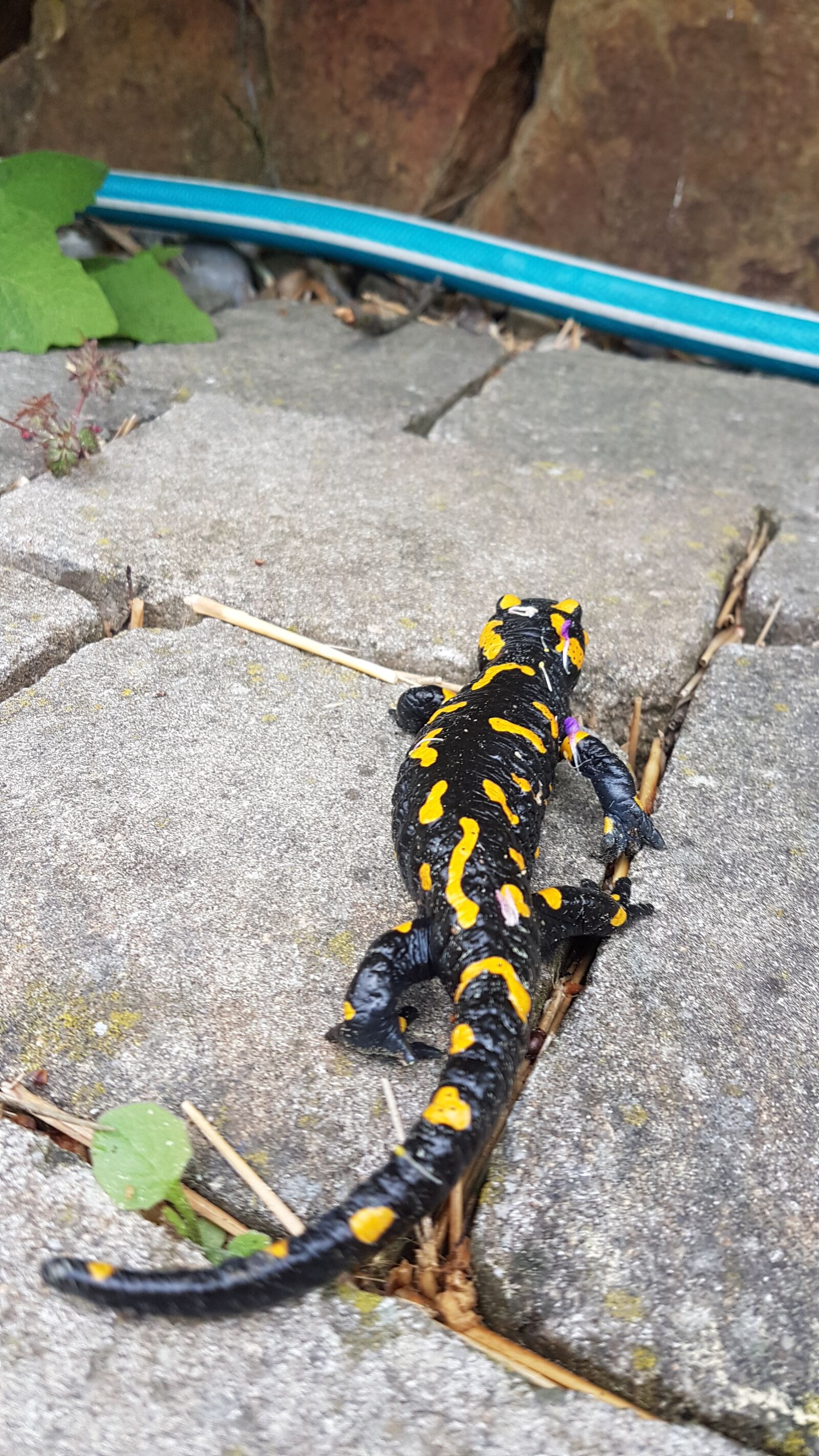 Samsung Galaxy S7 sample photo. Salamander, garden hose, patch photography
